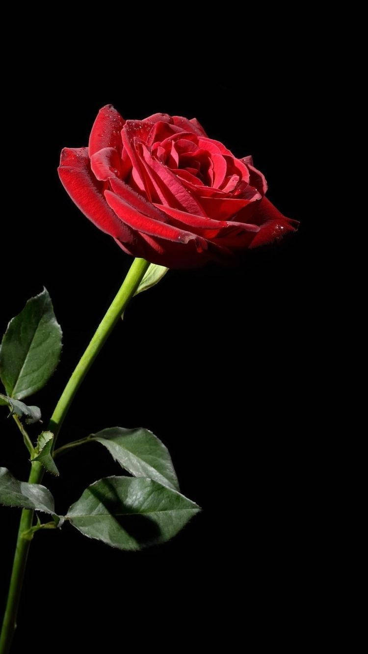 750x1340 Download One Red Rose iPhone Wallpaper, Phone