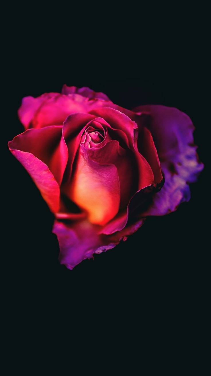 740x1310 Beautiful Roses Wallpaper Background For iPhone, Phone