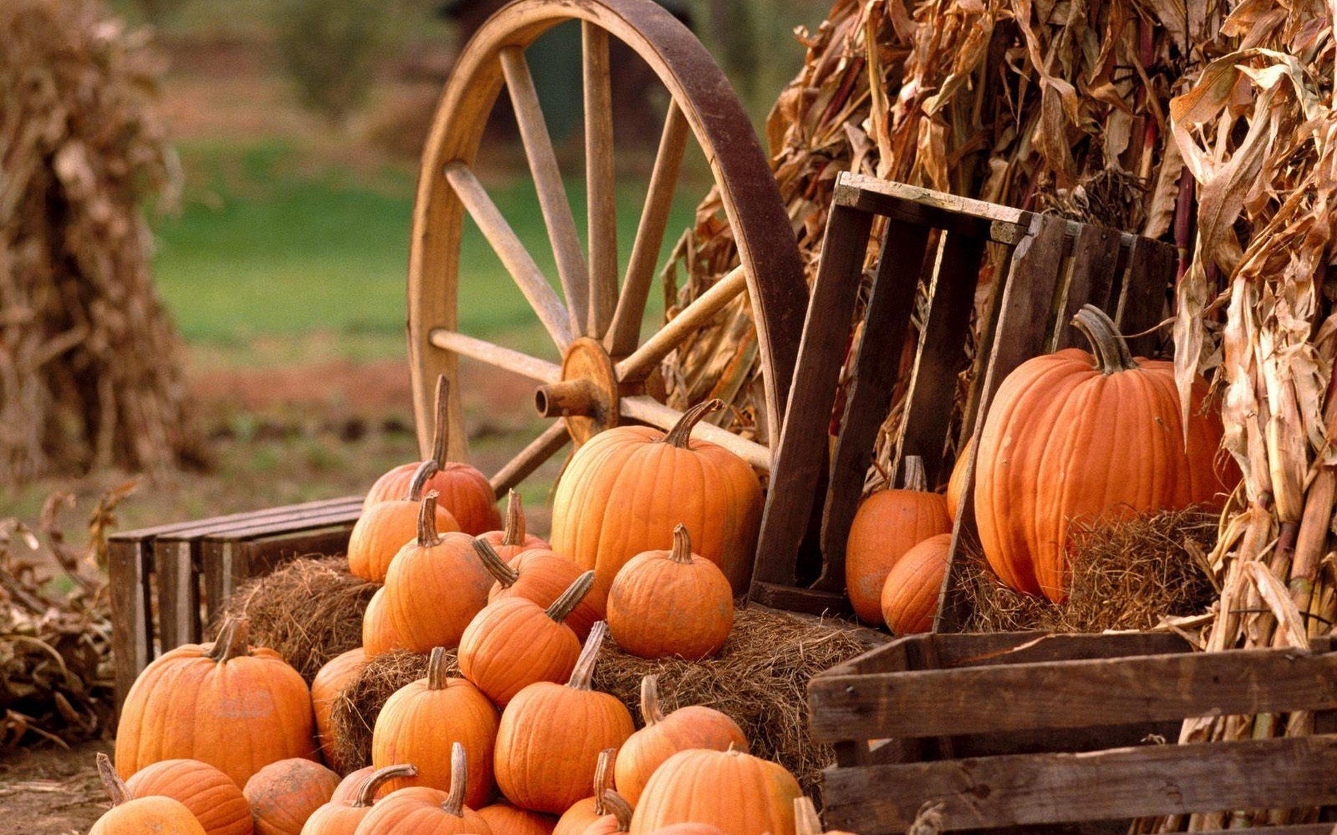 1920x1200 pumpkin, Wheels, Hay, Fall, Farm, Food Wallpaper HD / Desktop and Mobile Background, Desktop