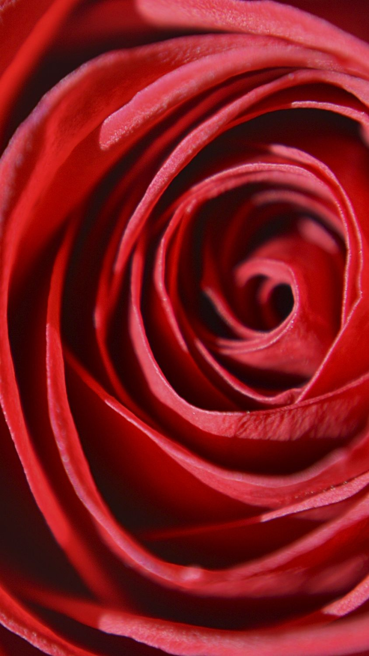 720x1280 Free: Red rose flower mobile wallpaper, Phone