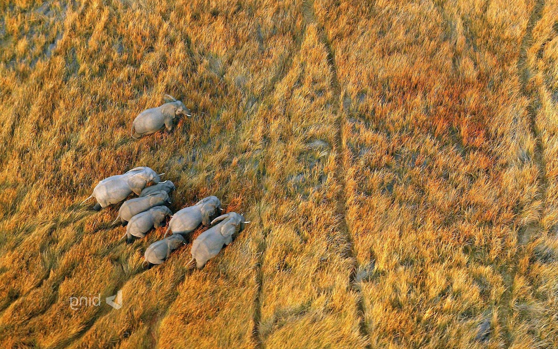 1920x1200 nature, Landscape, Plains, Animals, Wildlife, Elephants, Aerial, Desktop