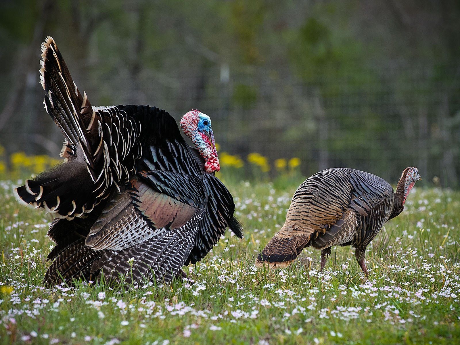 1600x1200 Wild Turkey Wallpaper, Desktop