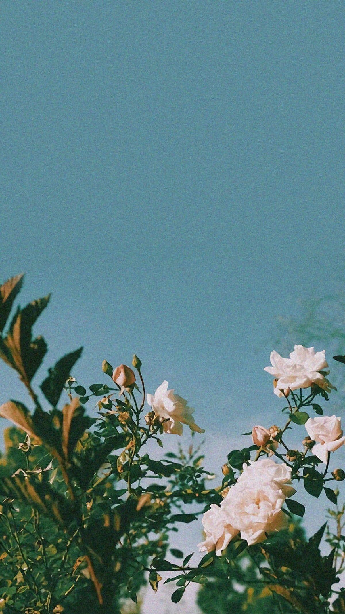 1200x2140 Aesthetic wallpaper. Flower aesthetic, Phone