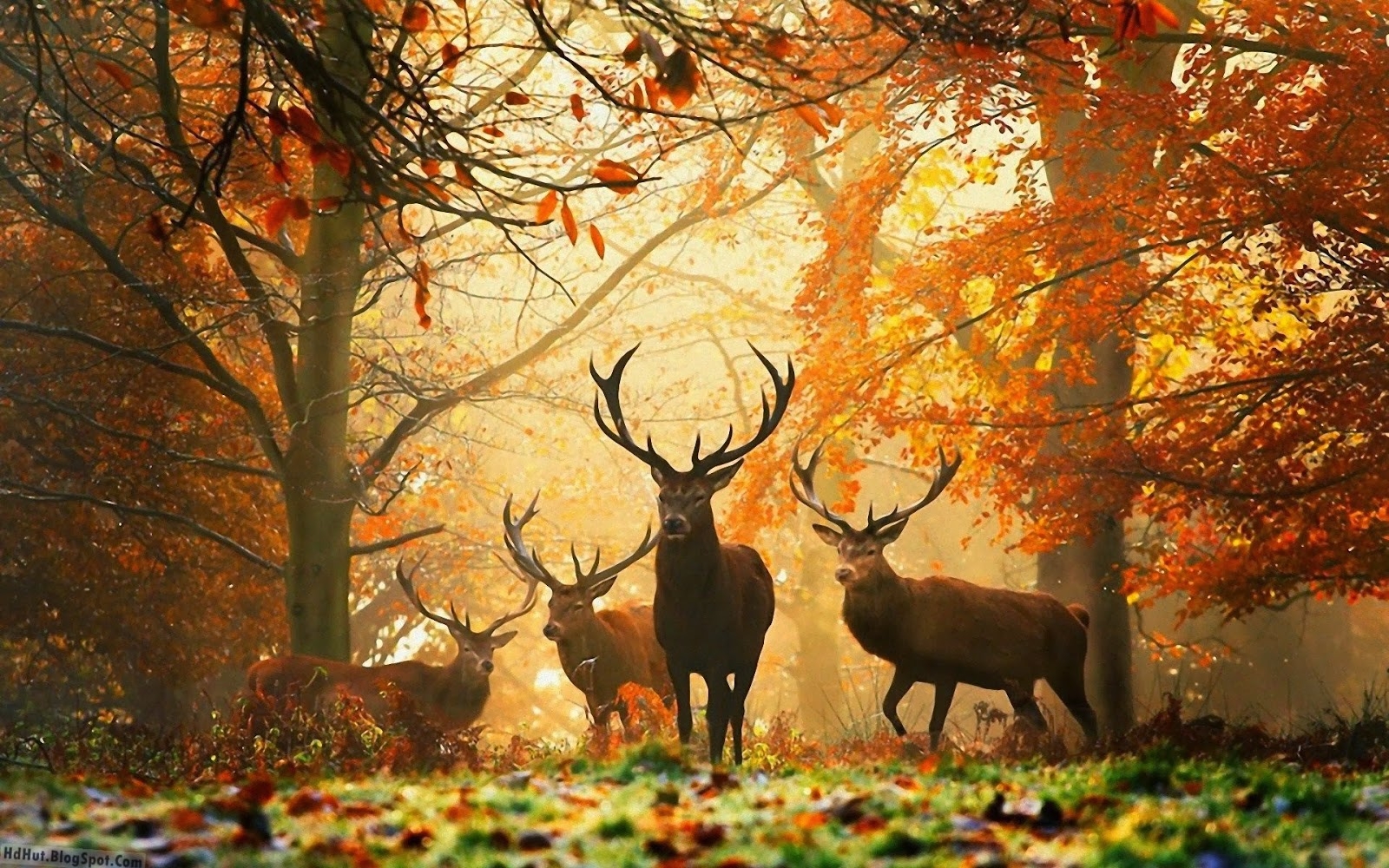 1600x1000 beautiful deer wallpaper in hd, Desktop