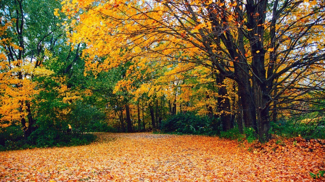 1370x770 Forests Yellow Autumn River Water Nature Connecticut Forest Fall, Desktop