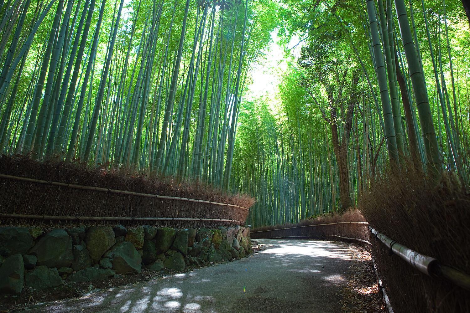 1500x1000 Bamboo Grove Wallpaper New Arashiyama Bamboo Grove, Desktop