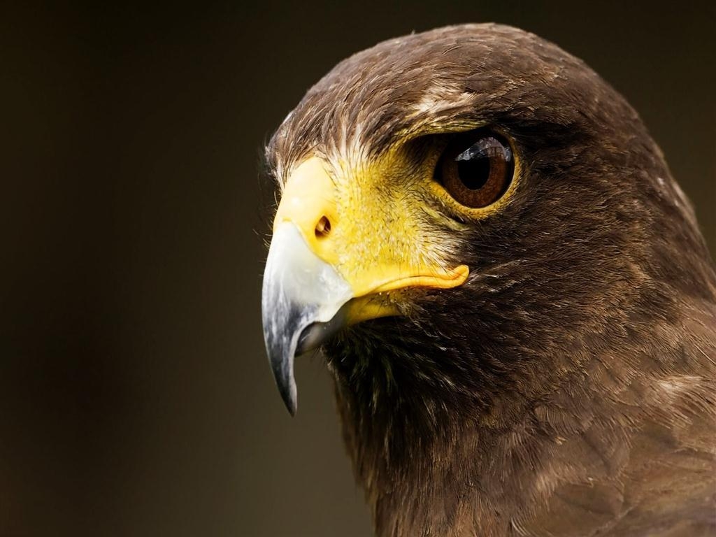 1030x770 Eagle Eye, Desktop