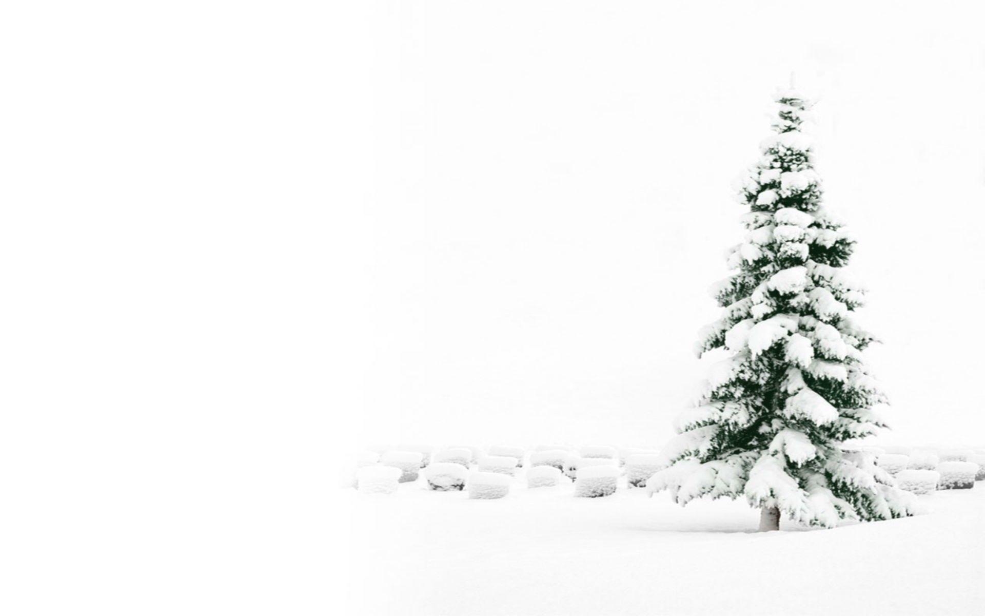 1920x1200 White Christmas Tree Wallpaper Free White Christmas Tree Background, Desktop