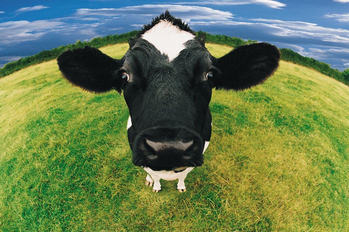 1200x800 HDWP 36: Cow Wallpaper, Cow Collection Of Widescreen Wallpaper, Desktop