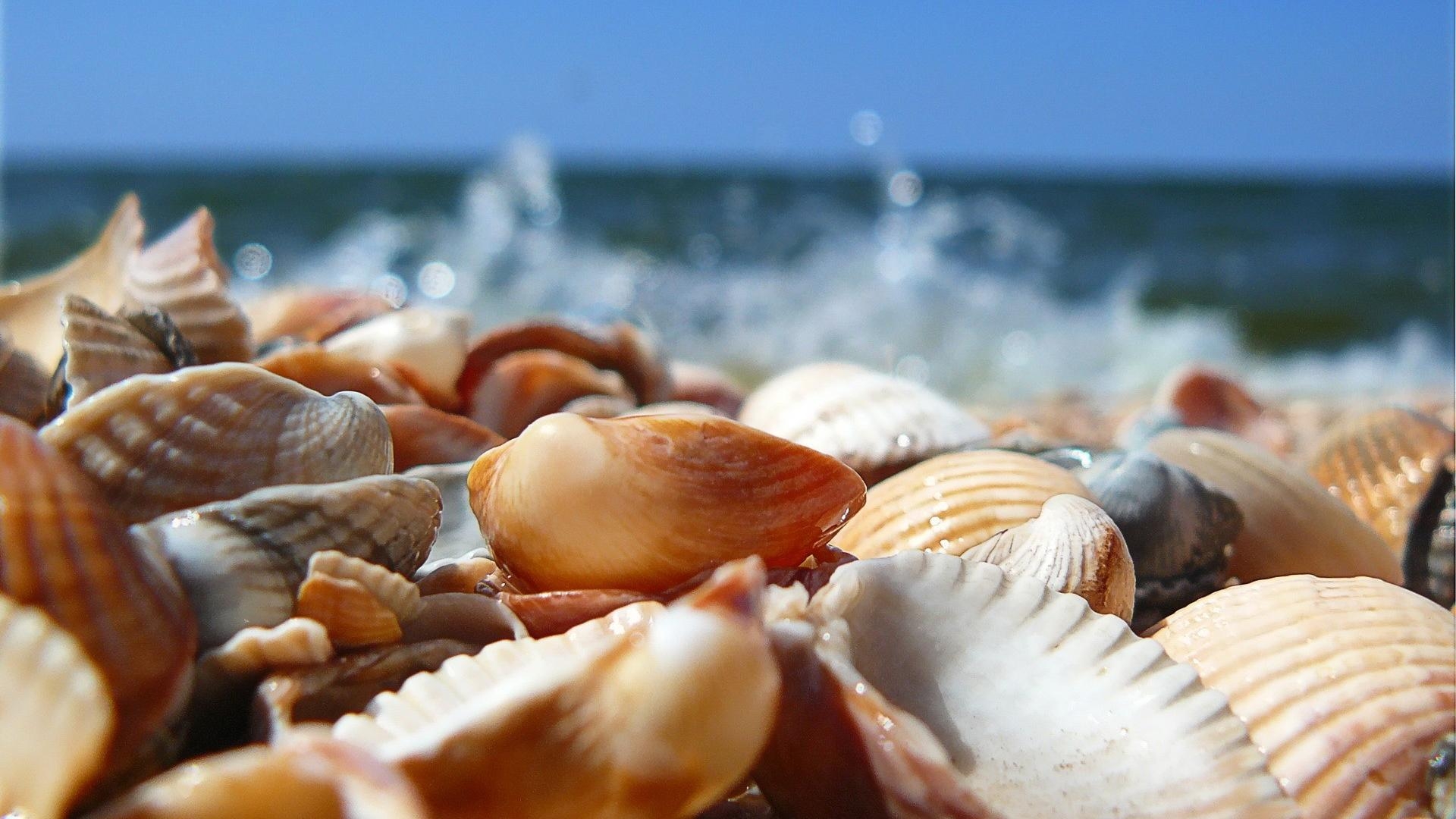 1920x1080 Seashells At The Sandy Beach Wallpaper, Desktop