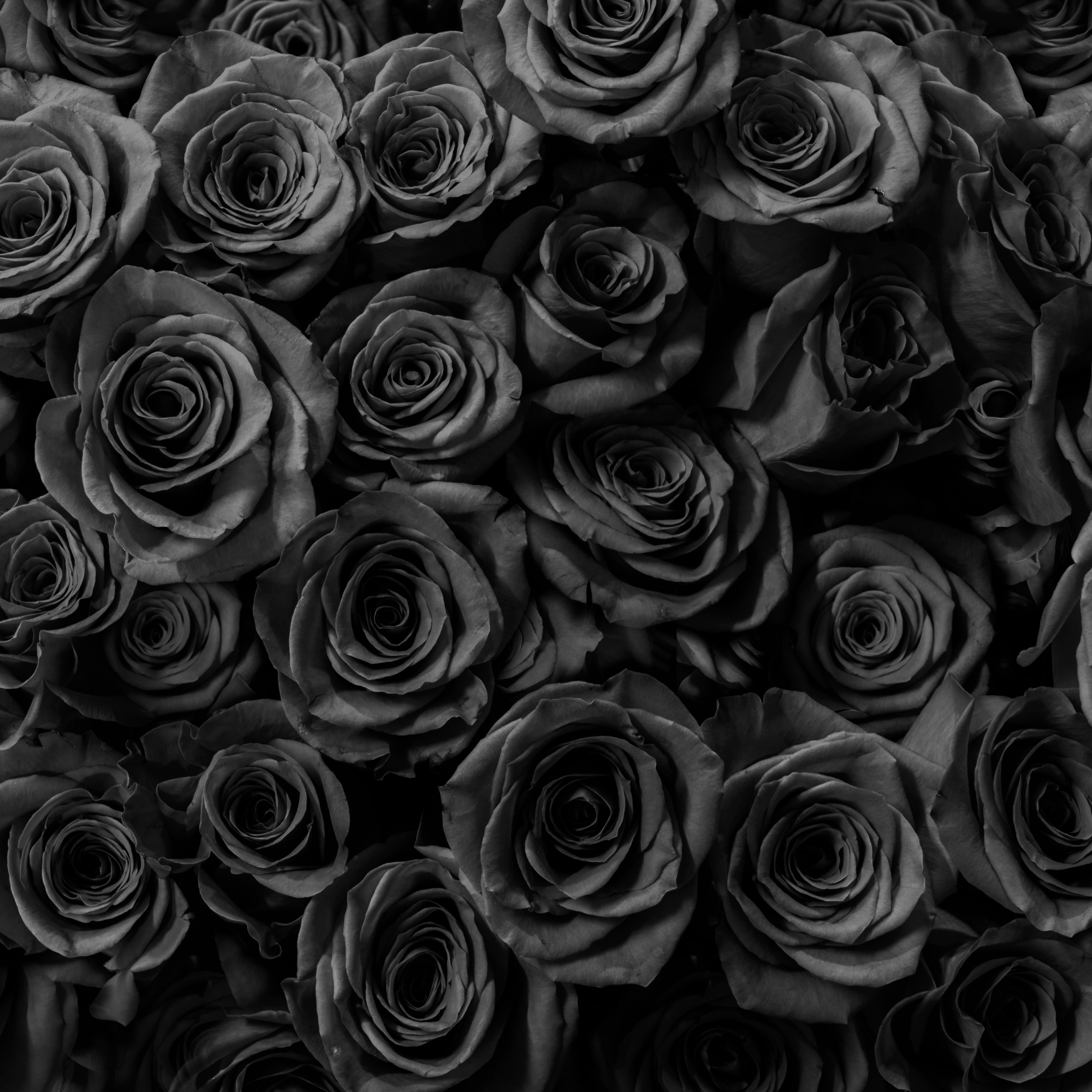 3210x3210 Black Roses Gift Anniversary iPad Wallpaper iPad Wallpaper 4k iPad Wallpaper 5k free download iPad Pro, iPad Mini, iPad Air, iOS, iPadOS, Parallax, iPad retina Wallpaper, Phone