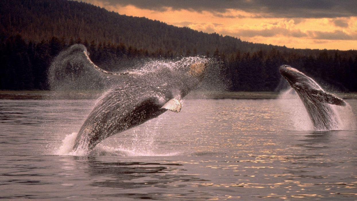 1250x700 Whales humpback whales wallpaperx1080, Desktop