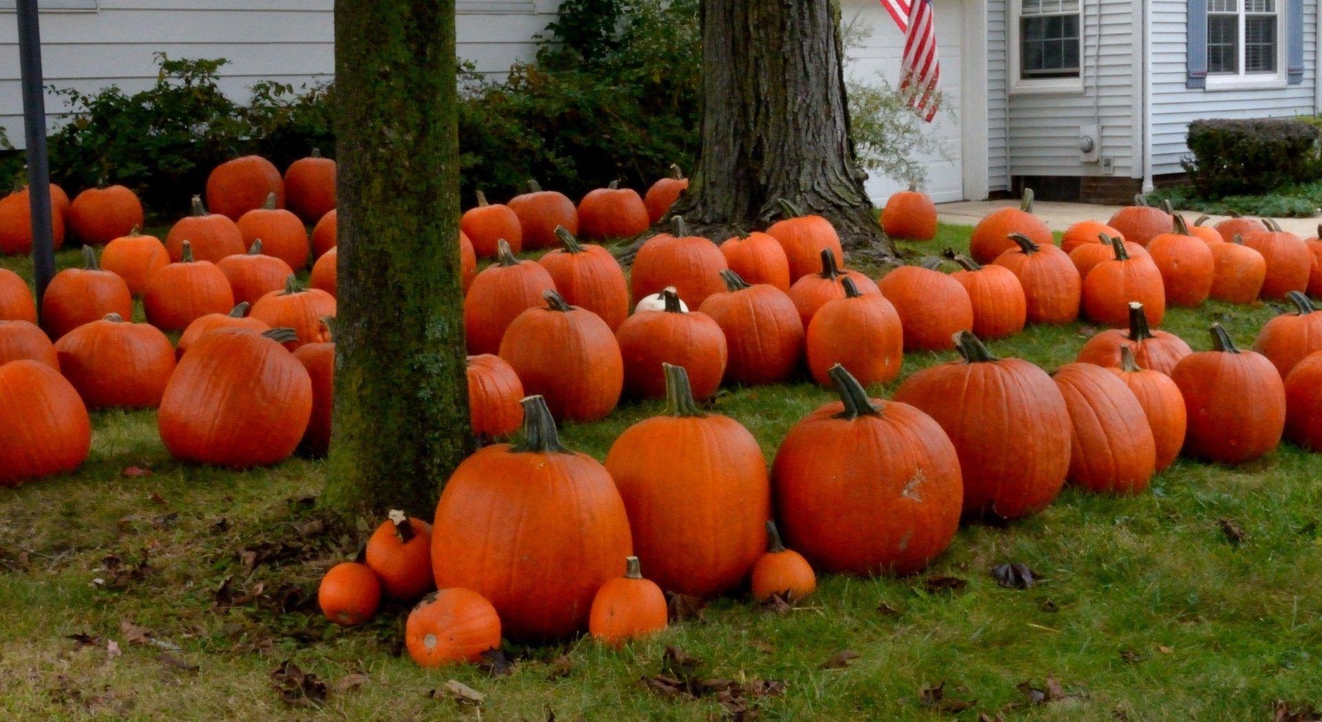 1920x1050 Miscellaneous: Lanterns Pumpkins Patch Pumpkin Out Jack Desktop, Desktop