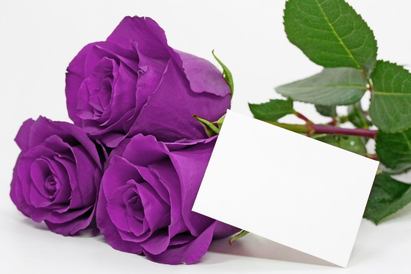 1400x940 Purple Rose Photo, Desktop