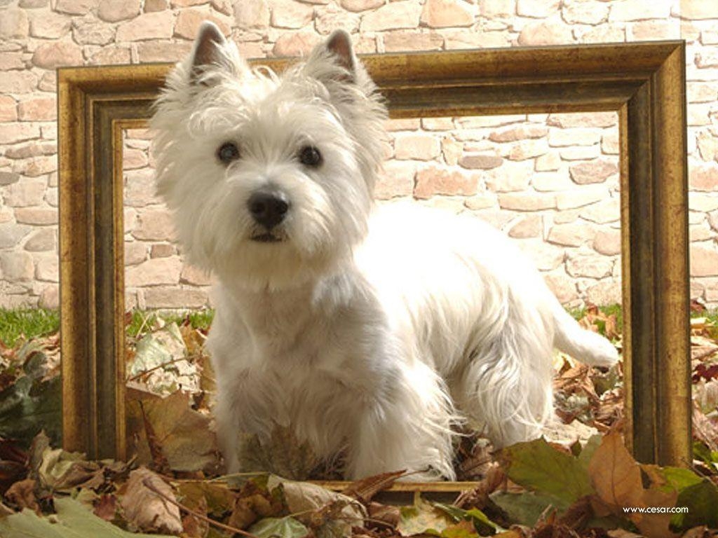 1030x770 Westie Wallpaper Image & Picture, Desktop