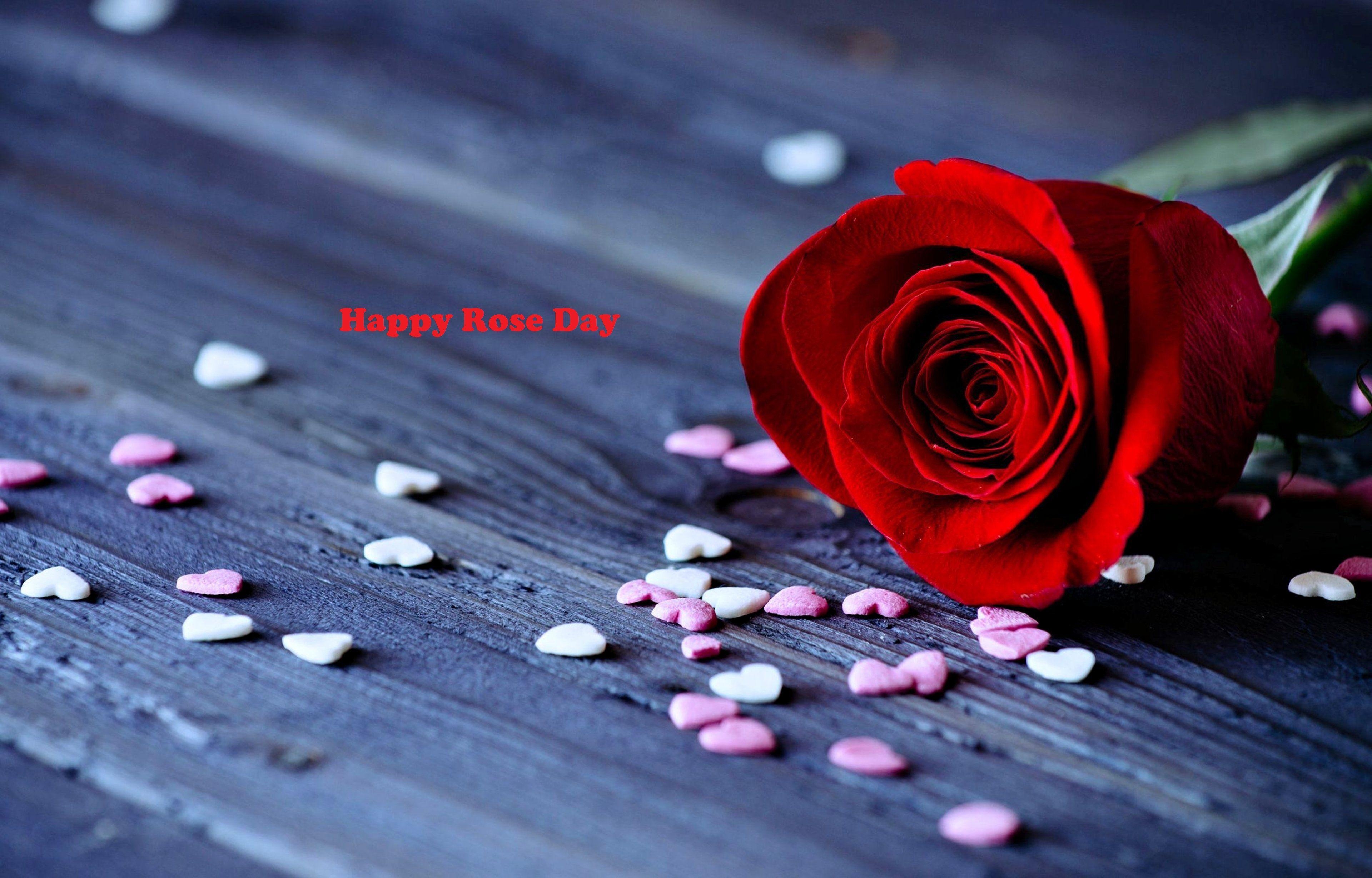 3840x2460 Happy Rose Day Picture, Rose Day Wallpaper, Rose Day HD Pics, Desktop