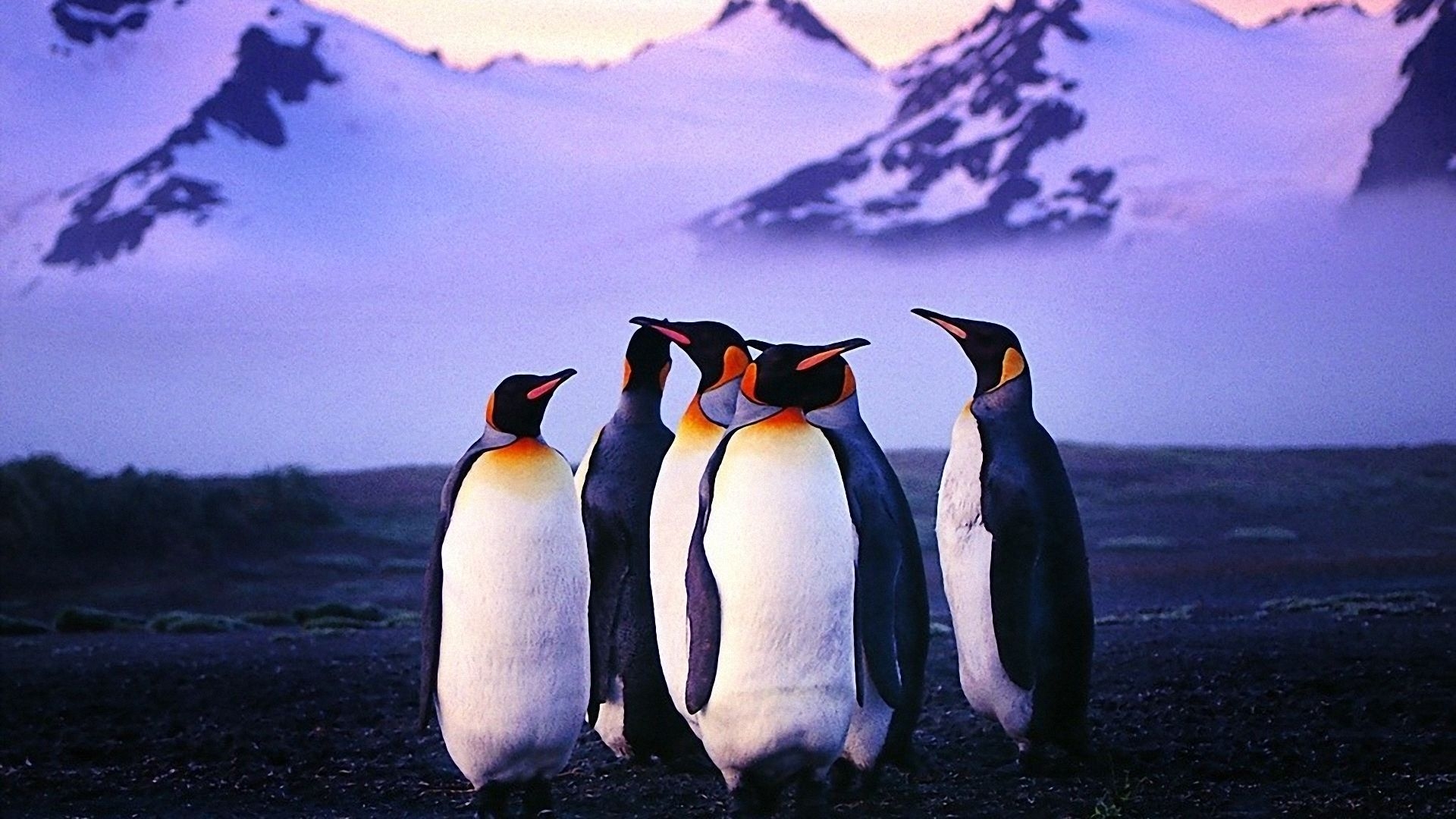 1920x1080 Penguin Wallpaper, Desktop