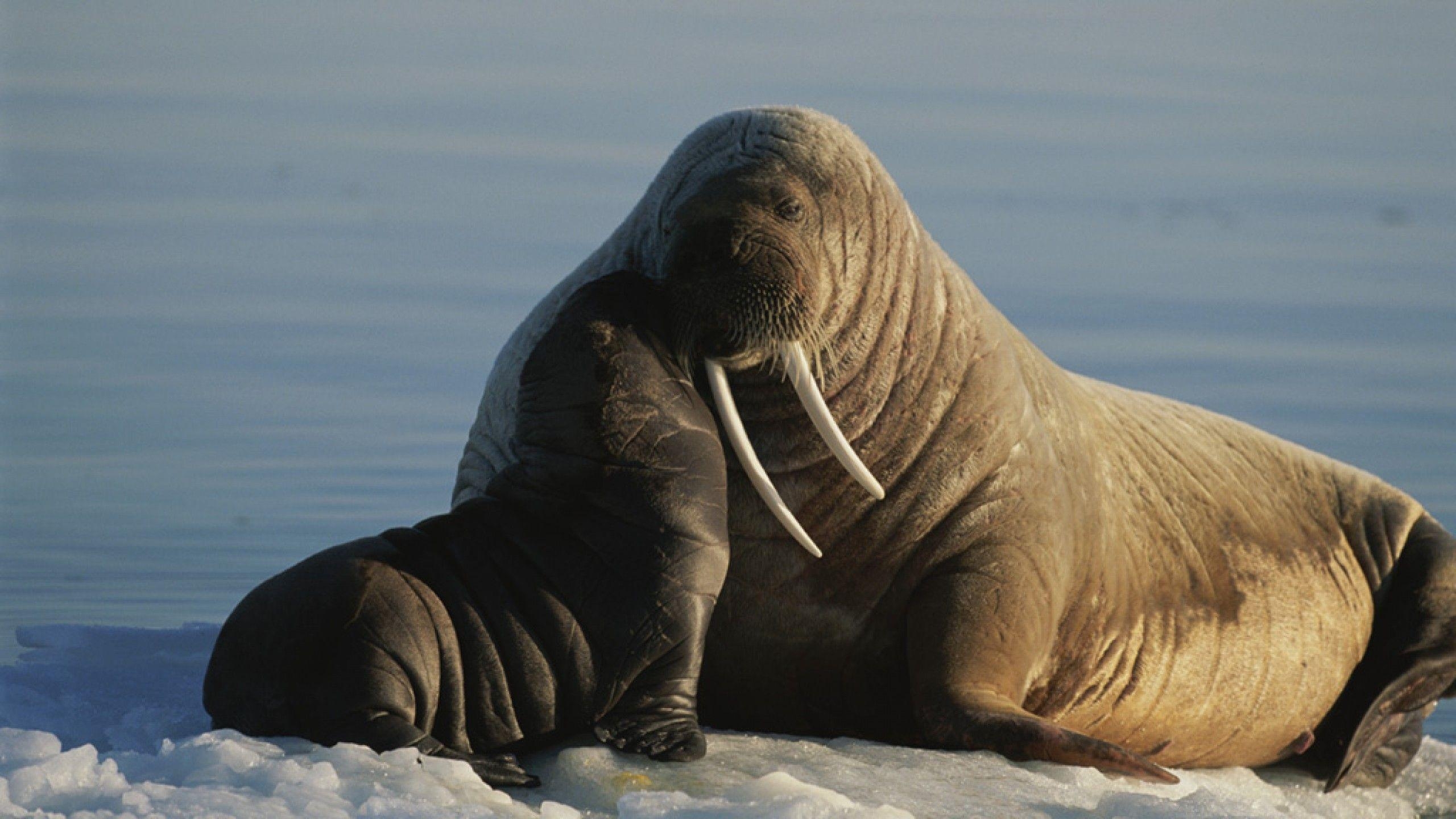 2560x1440 Walrus Wallpaper, Desktop