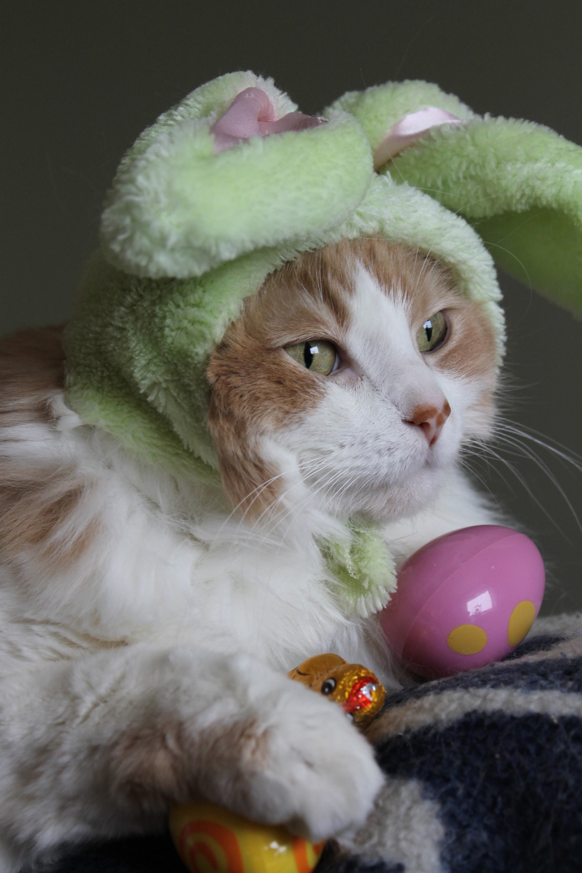 2000x3000 Easter, Cats, Eggs, Snout, Winter hat Gallery HD Wallpaper, Phone