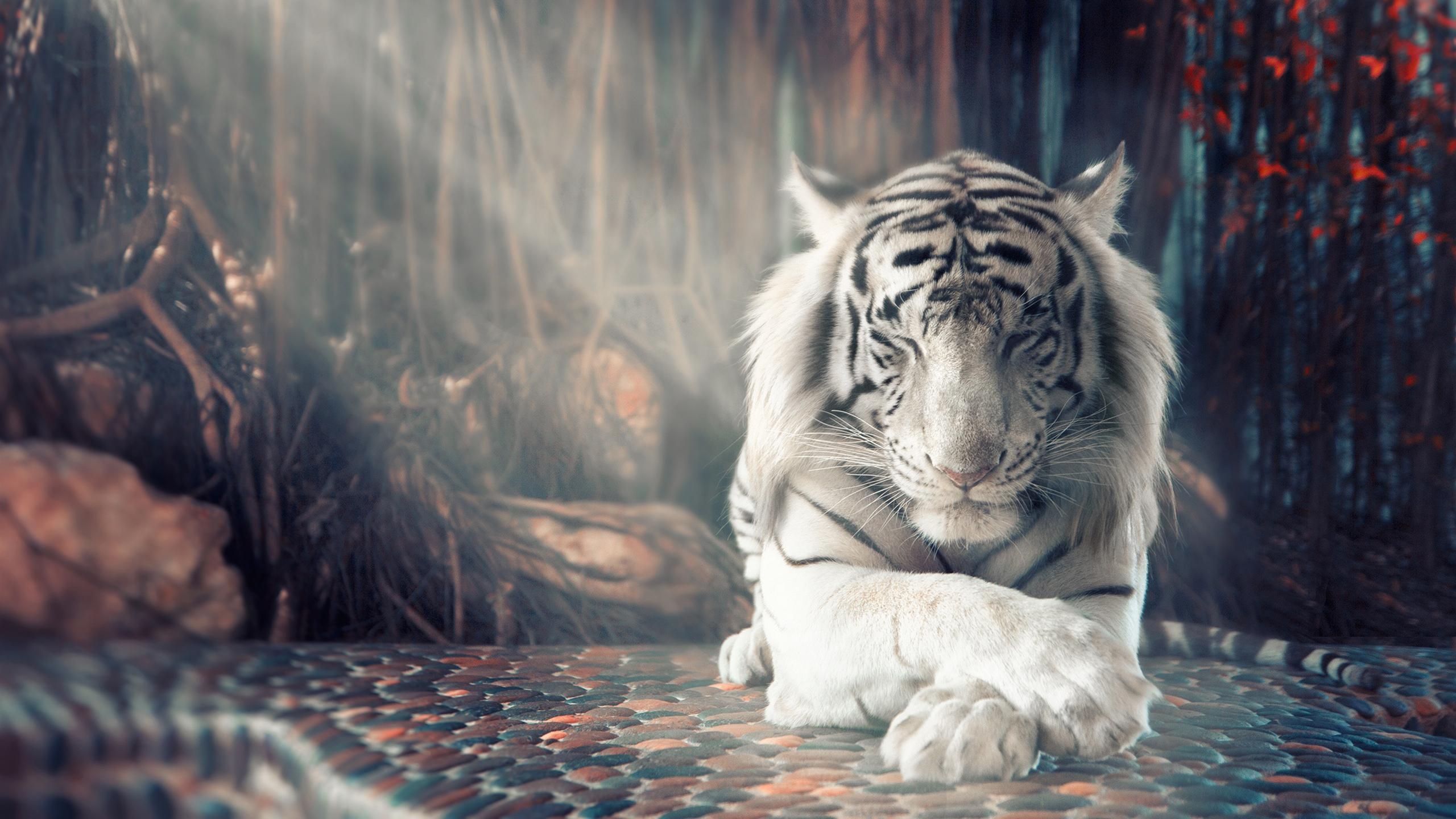 2560x1440 Wallpaper Beautiful White Tiger Tigers, Desktop