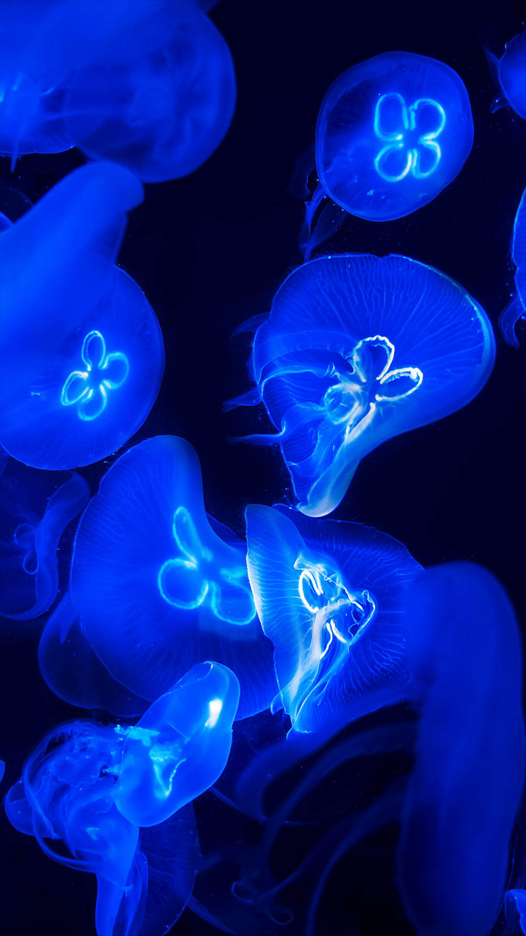 1080x1920 Blue Jellyfish Wallpaper for Phone, Phone