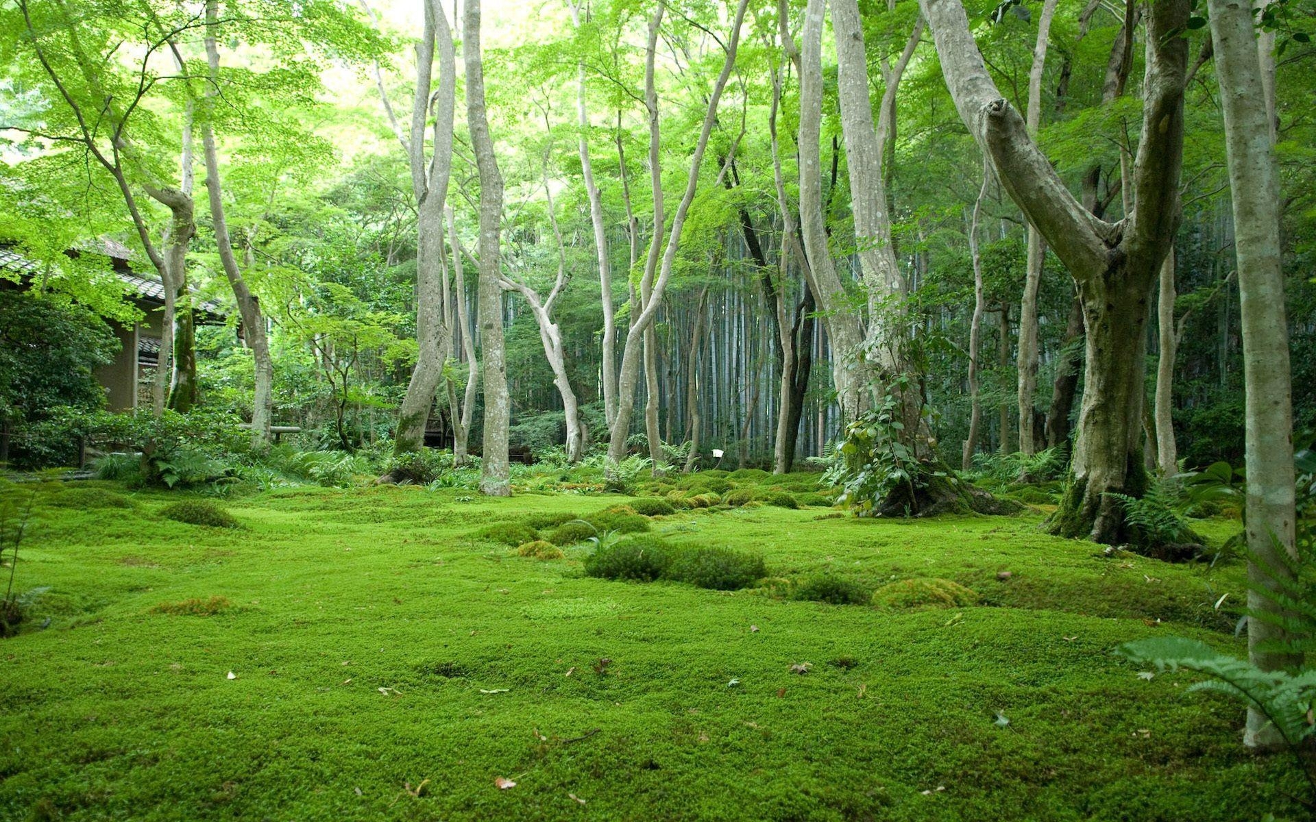1920x1200 Download Jungle HD Background Free, Desktop