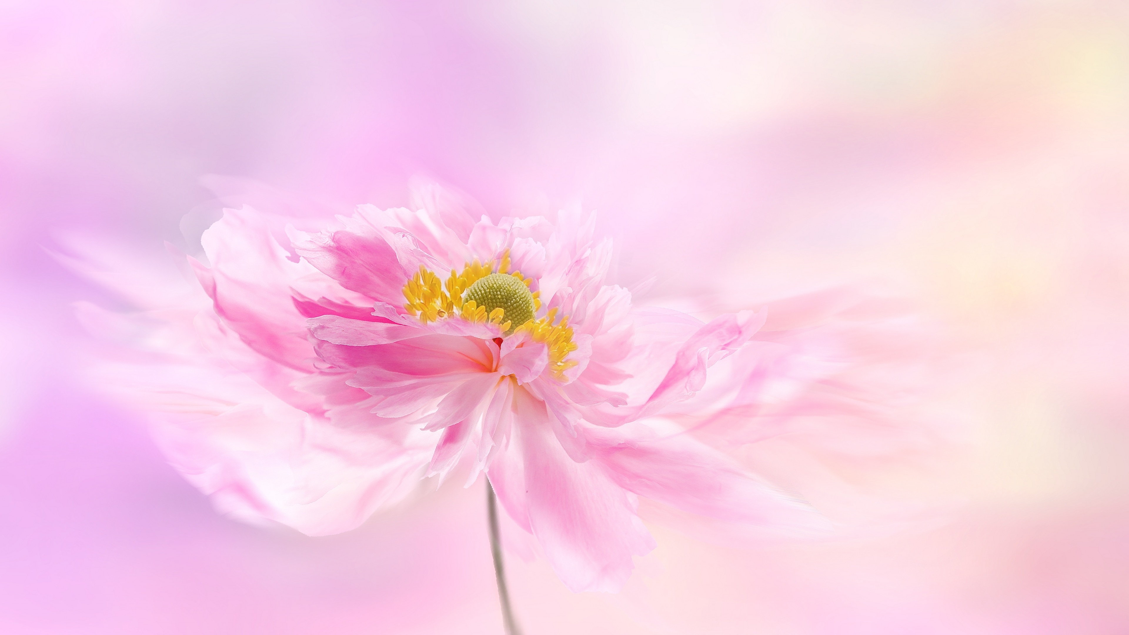 3840x2160 Pink flower Wallpaper 4K, Pink, Desktop