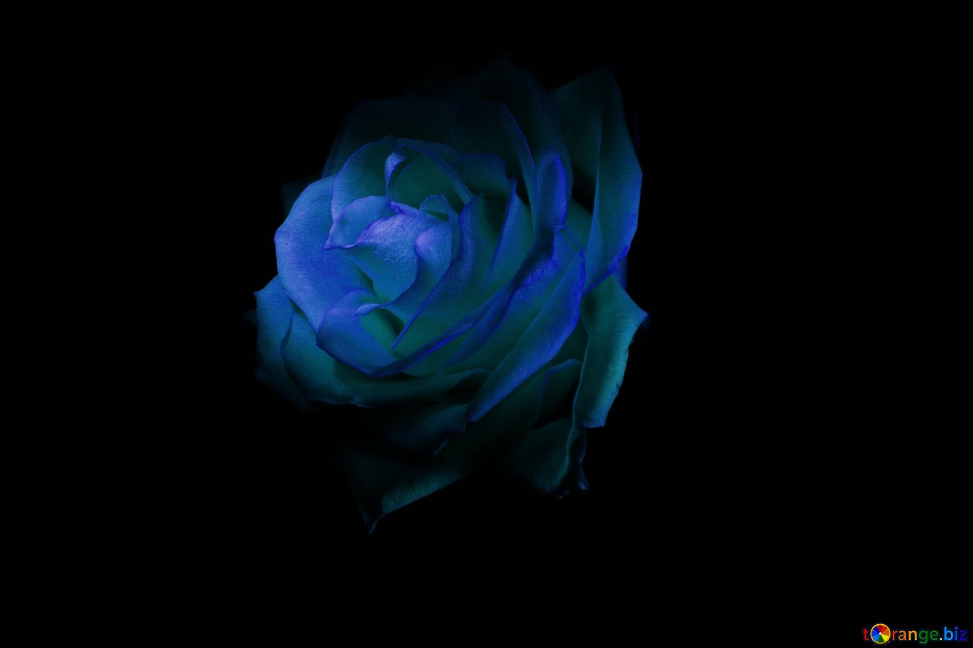 1920x1280 Download Free Picture Cyan Color. Fire Rose Wallpaper For Desktop. On CC BY License Free Image Stock TOrange.biz Fx №17586, Desktop