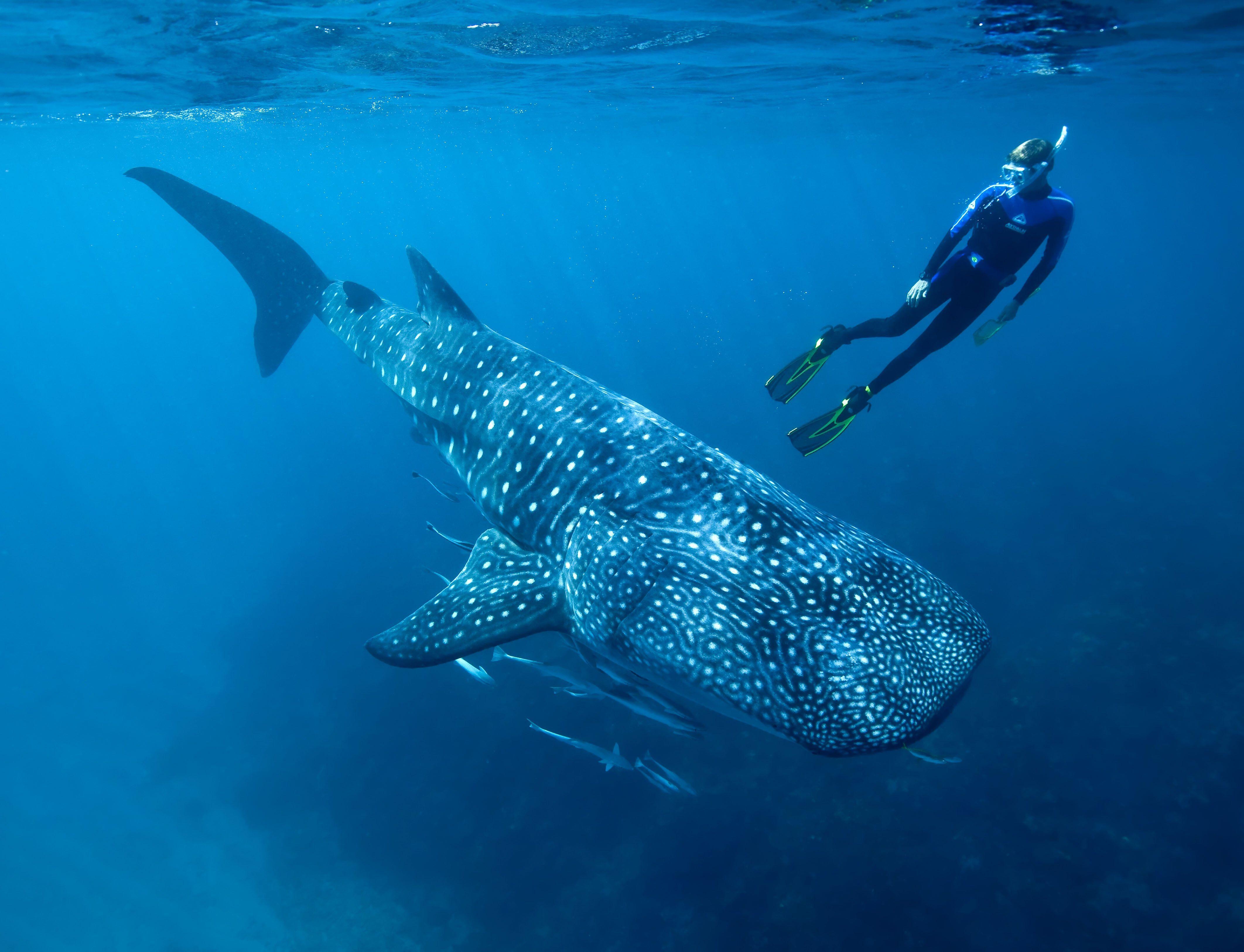 4250x3260 Whale shark underwater ocean sea wallpaperx3253, Desktop