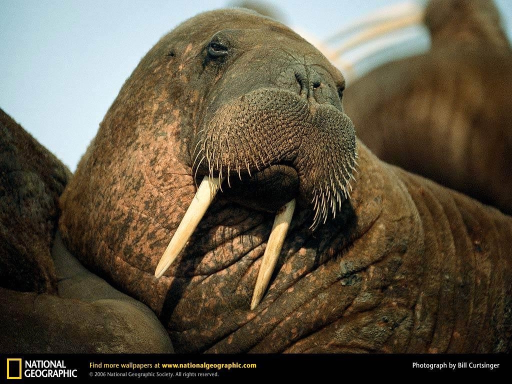 1030x770 Walrus Wallpaper and Background, Desktop