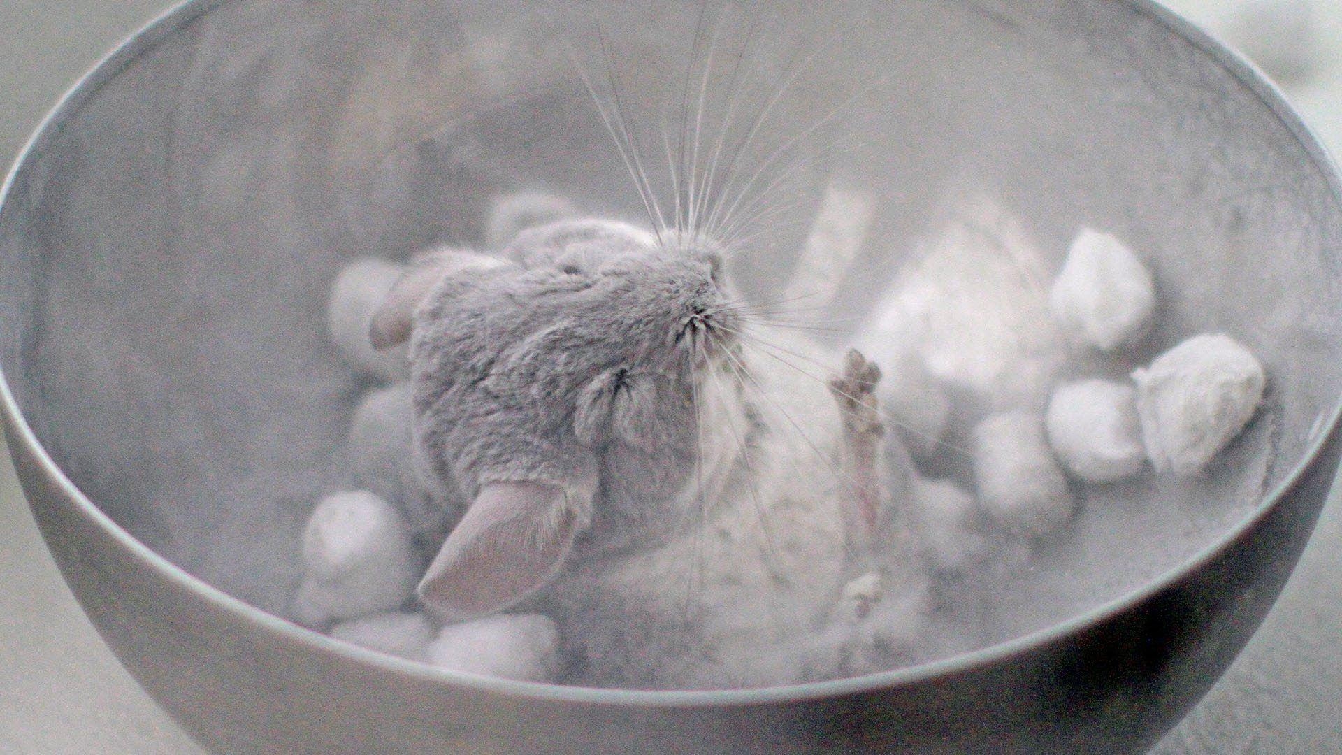 1920x1080 Chinchilla Wallpaper 1080p Baby Coat Cage Wild Cute Cat, Desktop