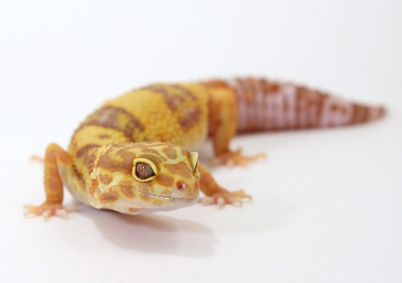 1280x900 Download , Desktop, Gecko, Leopard, Natural, Desktop