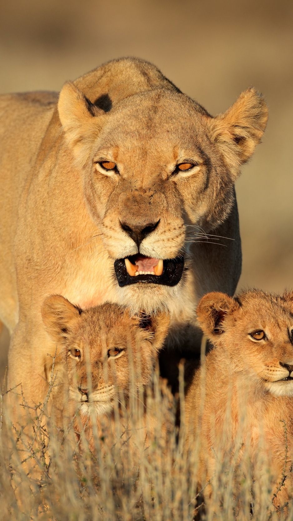 940x1670 Download wallpaper  lion, female, lion cubs, family, Phone