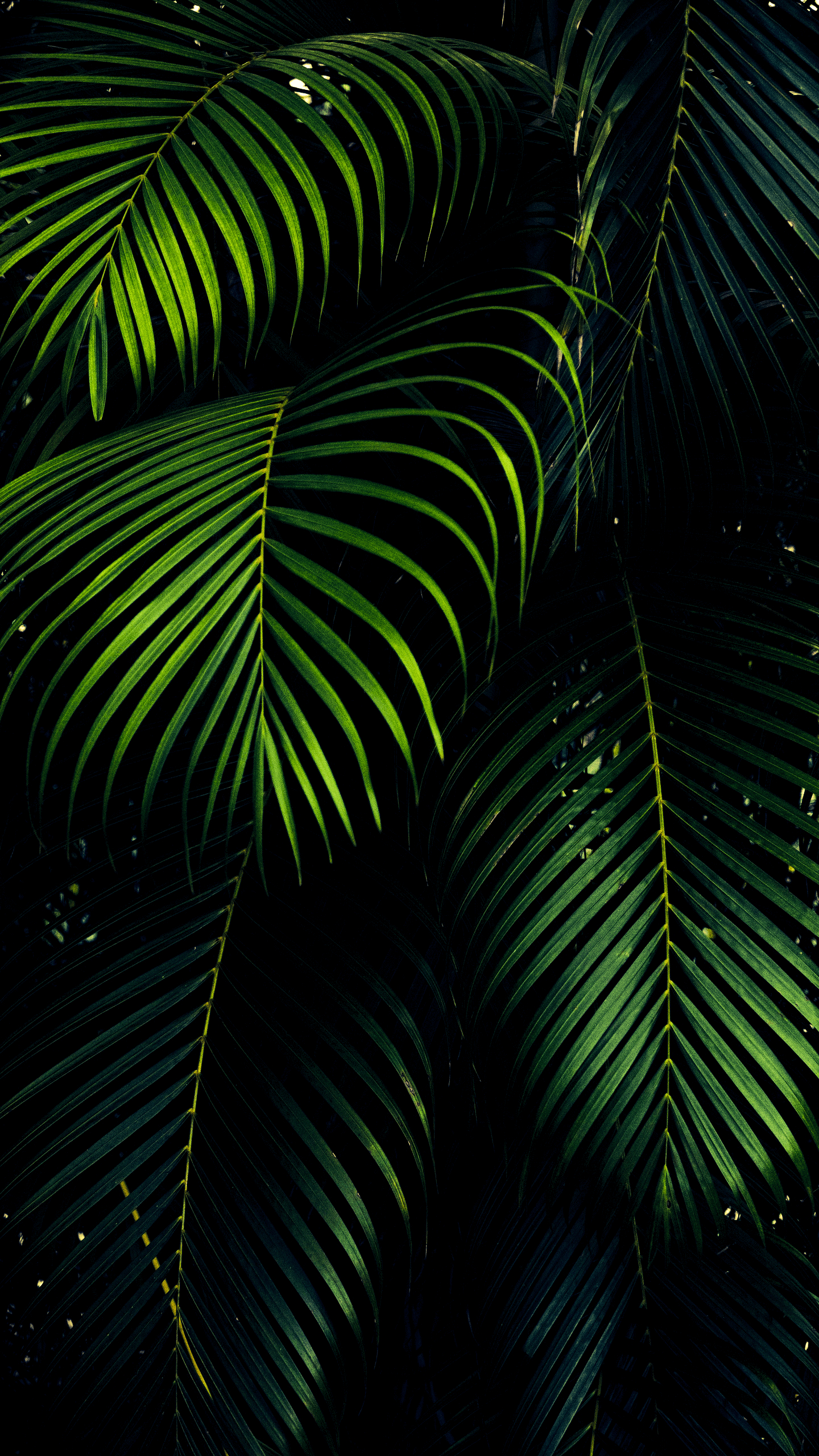 1440x2560 iPhone X Wallpaper 4k Green, Phone