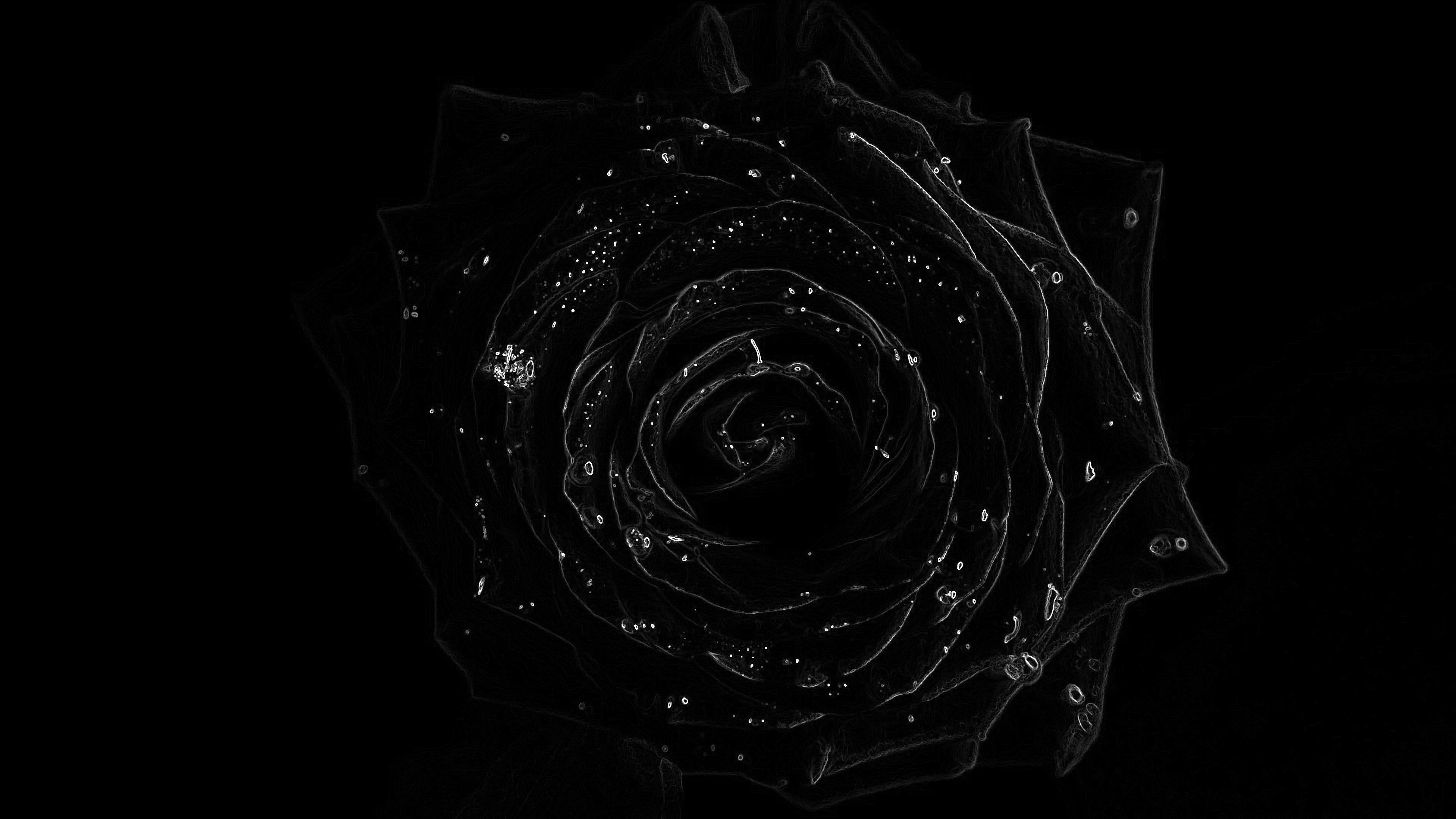 3840x2160 Black Rose 4K Wallpaper Free Black Rose 4K Background, Desktop