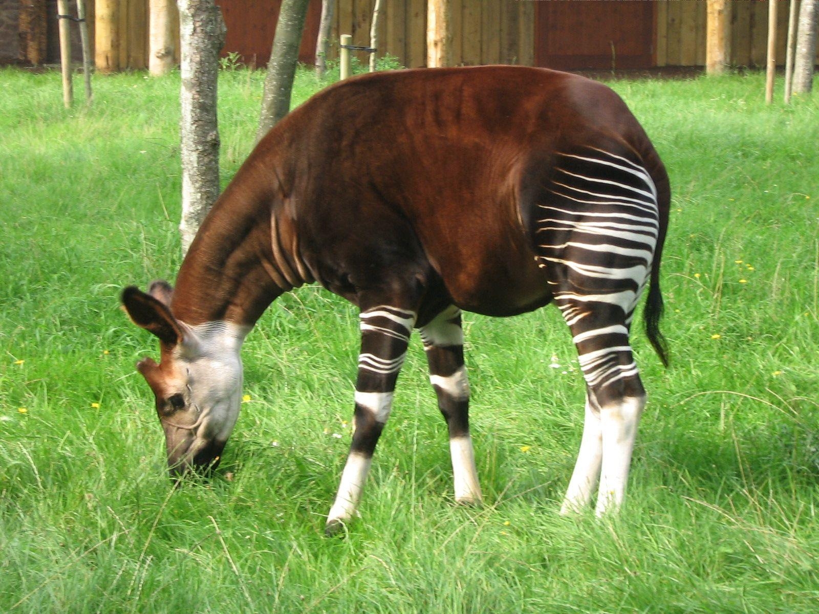 1600x1200 Okapi Wallpaper High Quality, Desktop