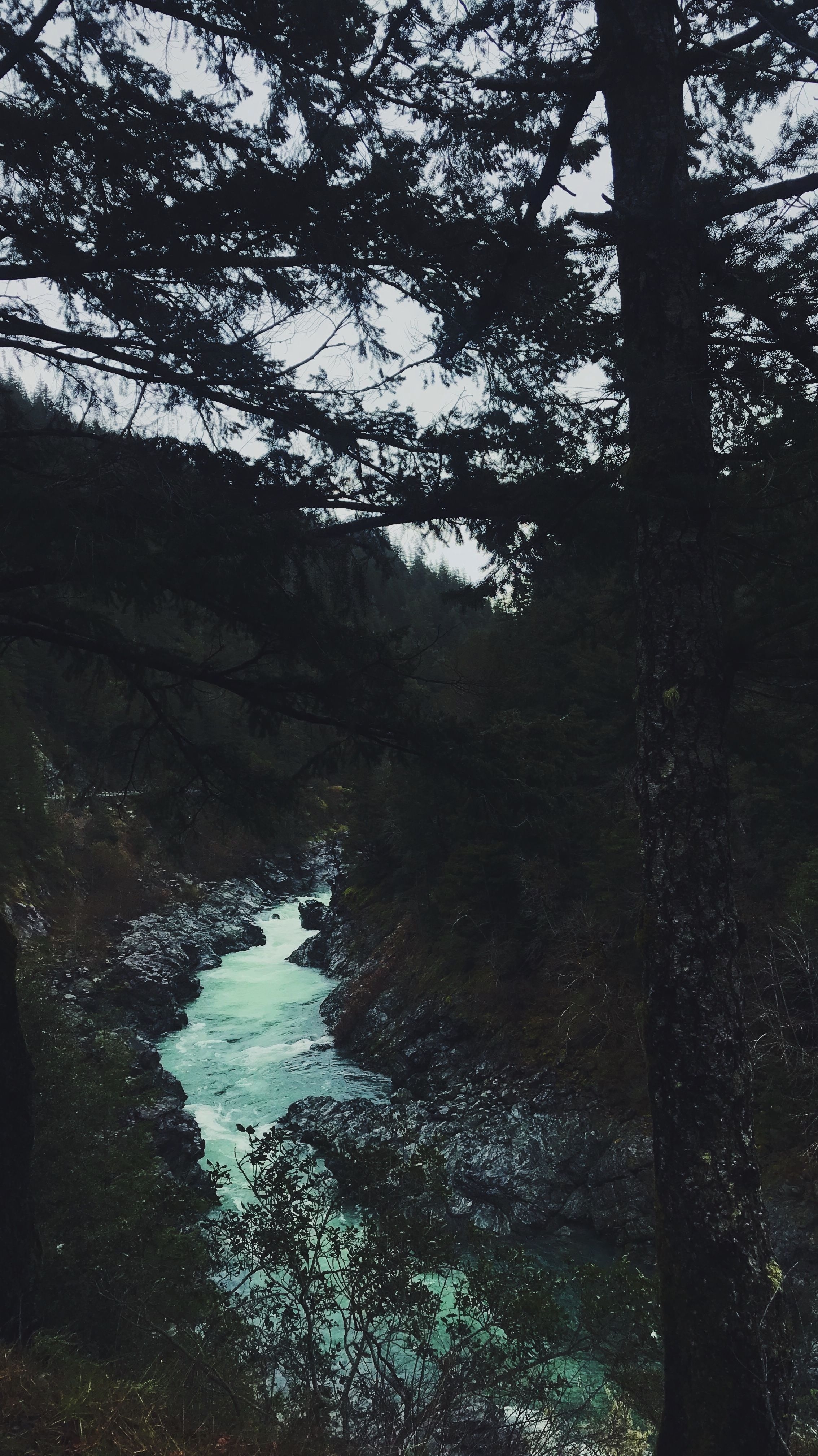 2270x4040 rustic mountain cabin lock screen home screen background iphone pine tree forest wilderness nature river redwoo. Tree wallpaper iphone, Tree wallpaper, iPhone art, Phone