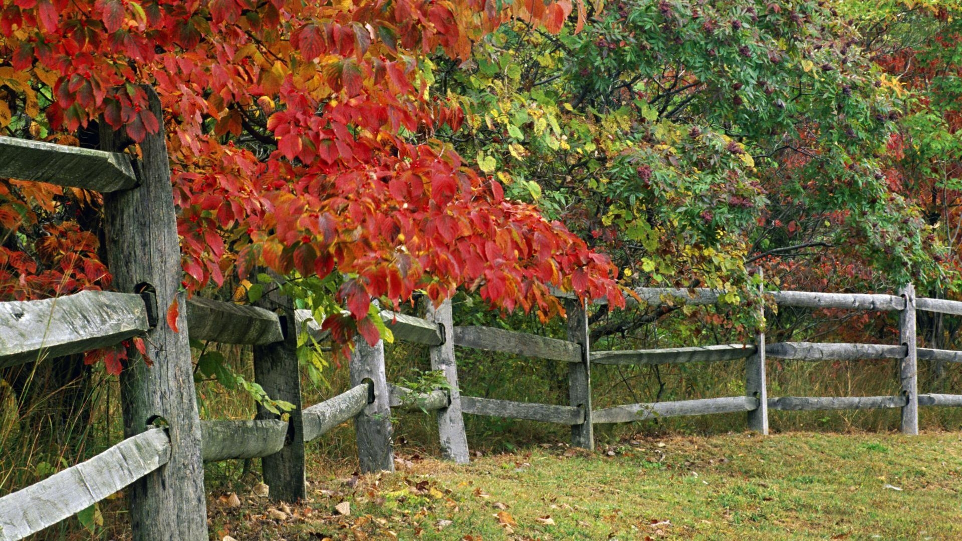 1920x1080 Autumn, park, indiana, state, county, brown, fence, wallpaper, Desktop