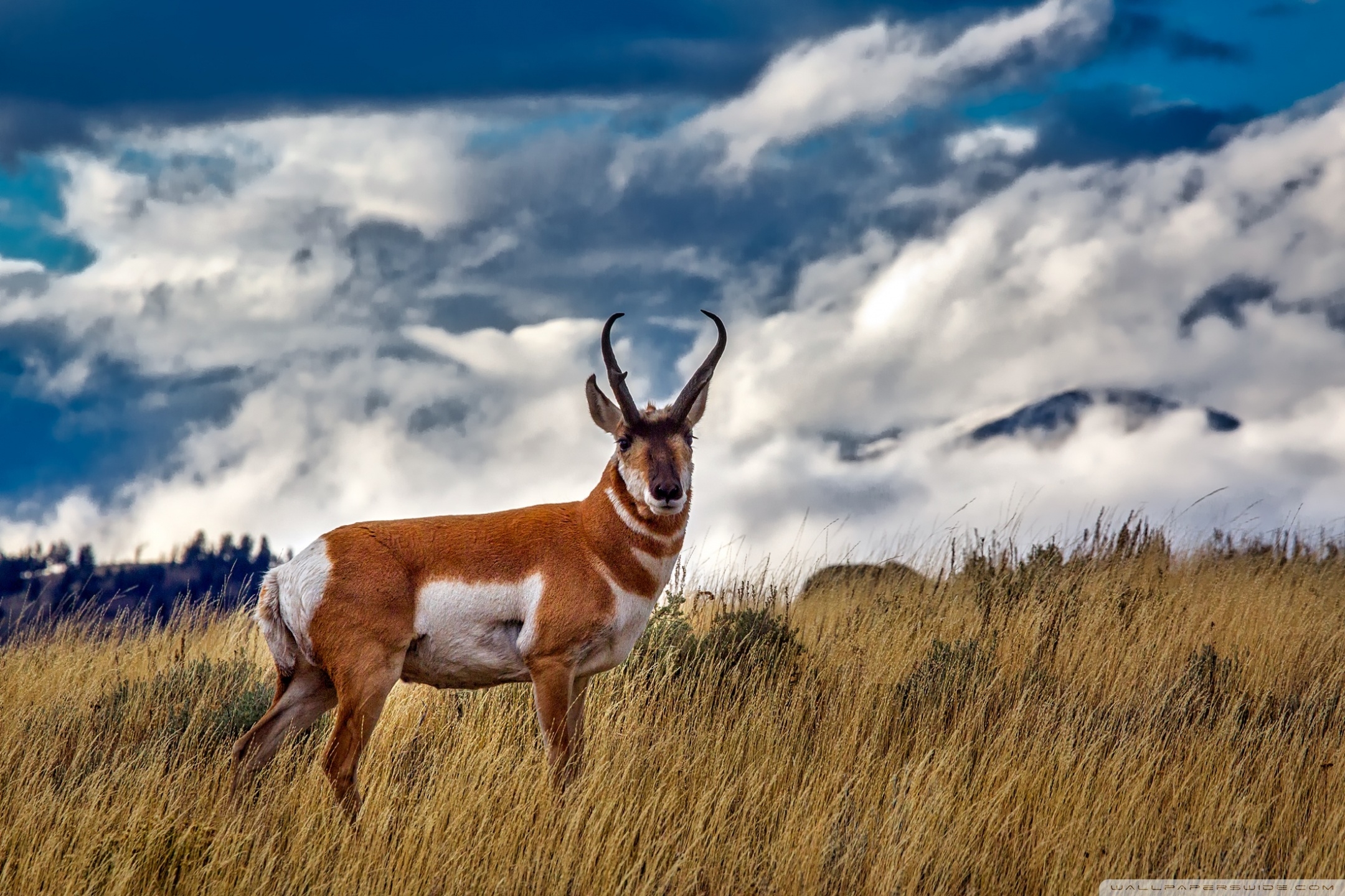 2160x1440 Pronghorn Antelope Ultra HD Desktop Background Wallpaper, Desktop