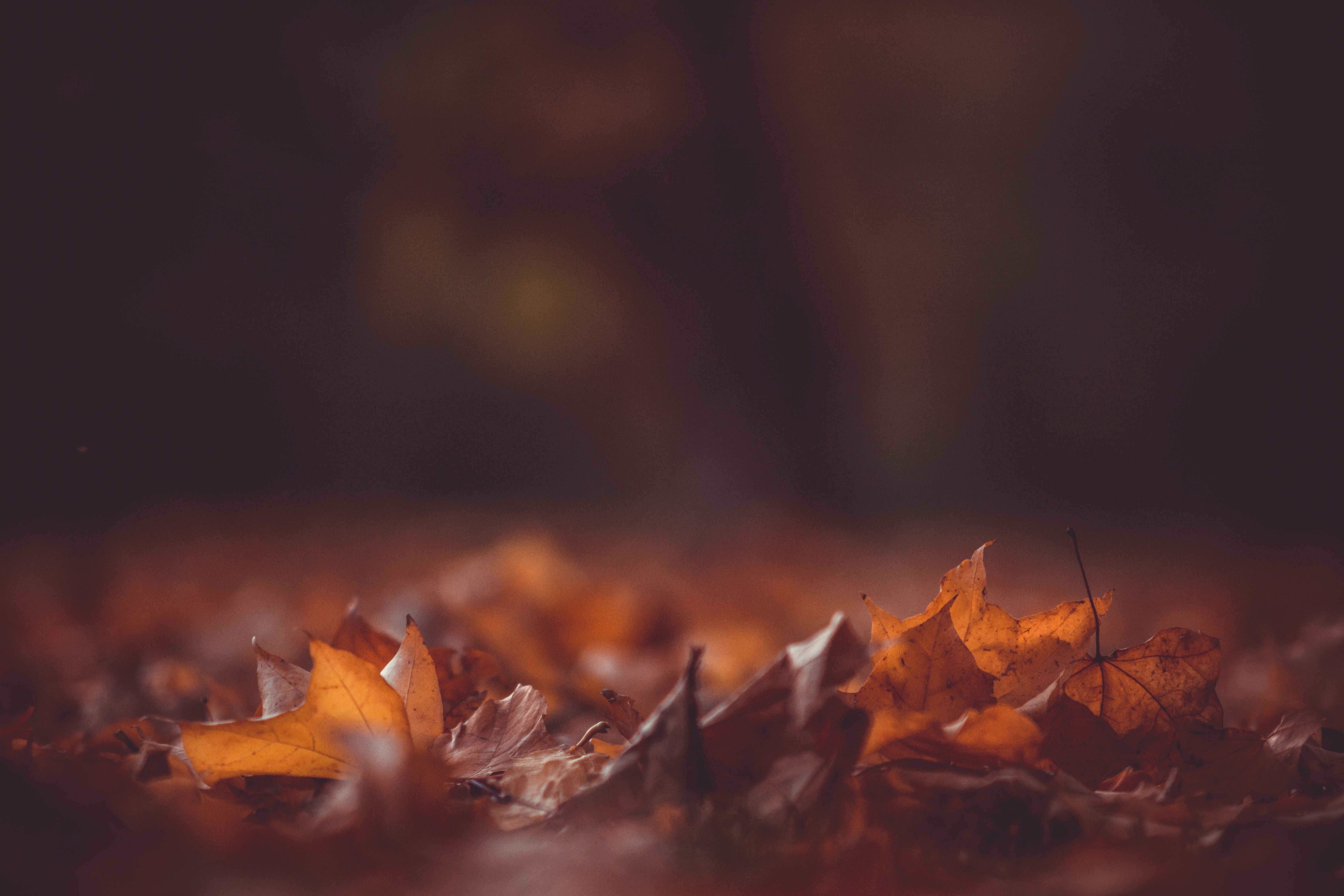 6000x4000  #wallpaper, #ground, #blury, #season, #pile, #bokeh, #Free image, #fall background, #dark, #forest, #leafe, #harvest, #fall, #moody, #blur, #autumn, #fall wallpaper, #red, #black, #orange, #leaf. Mocah HD Wallpaper, Desktop