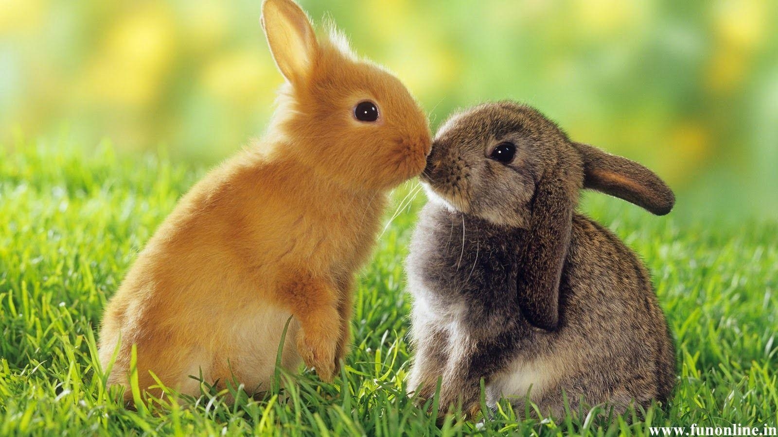 1600x900 Animals For > Cute Rabbits, Desktop