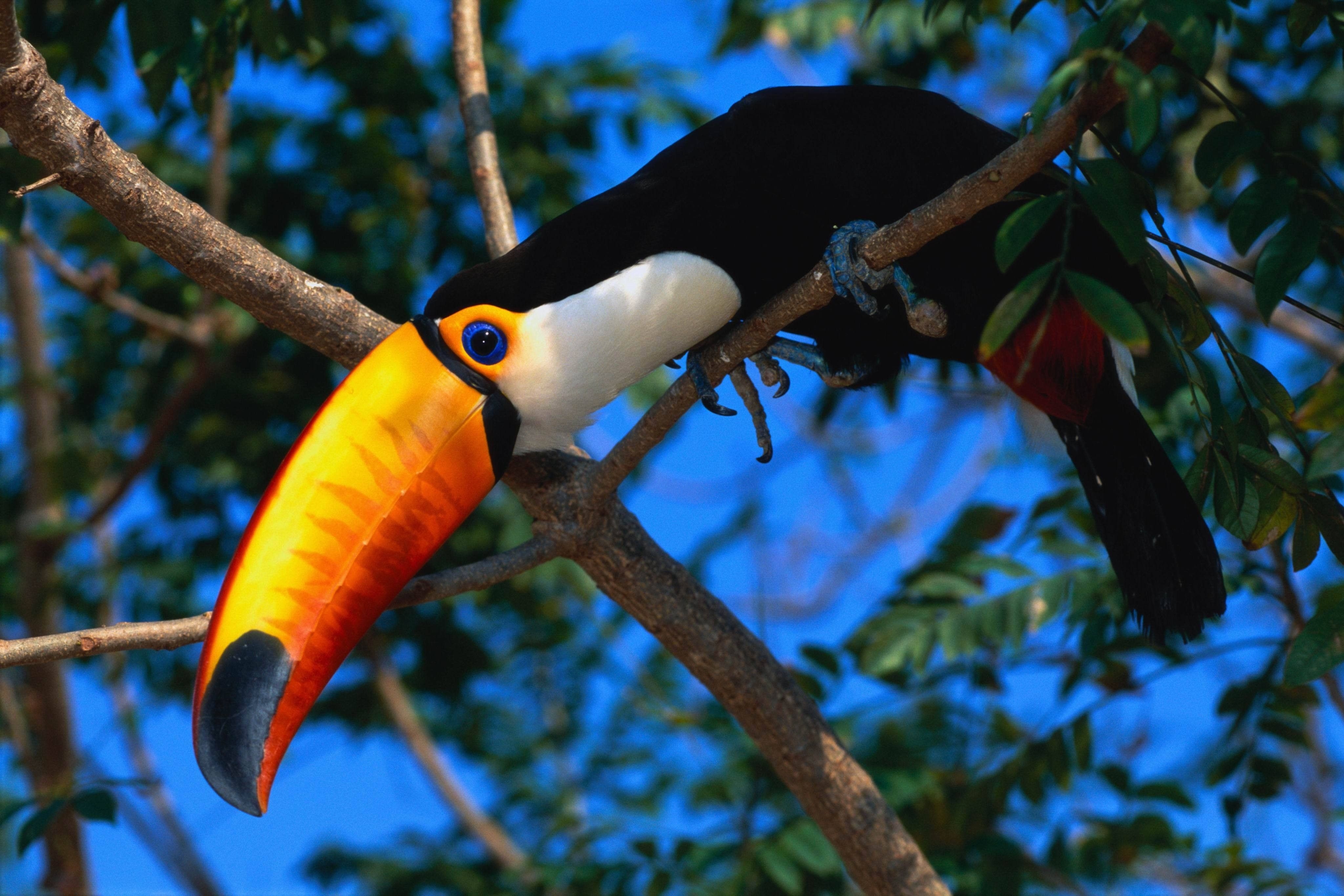 4100x2740 Toucans Wildlife Birds 1600x900 Resolution HD 4k Wallpaper, Image, Background, Photo and Picture, Desktop