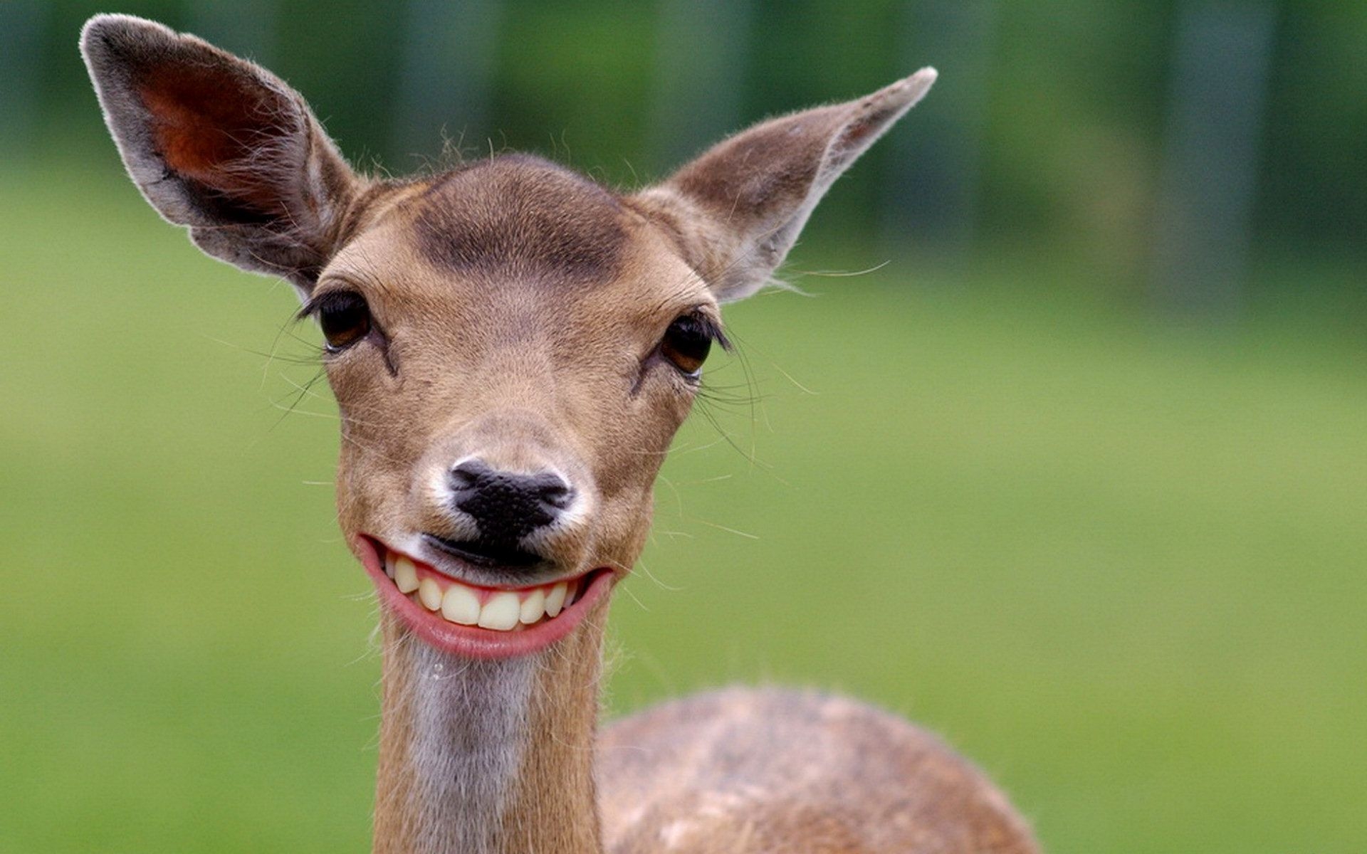1920x1200 Deer HD Wallpaper, Desktop