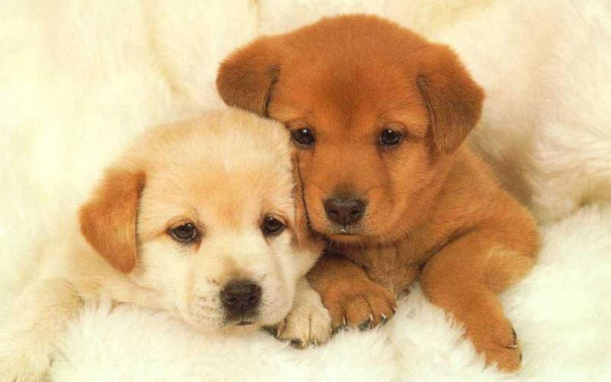 2560x1600 Cute Baby Puppy Wallpaper Free Cute Baby Puppy Background, Desktop