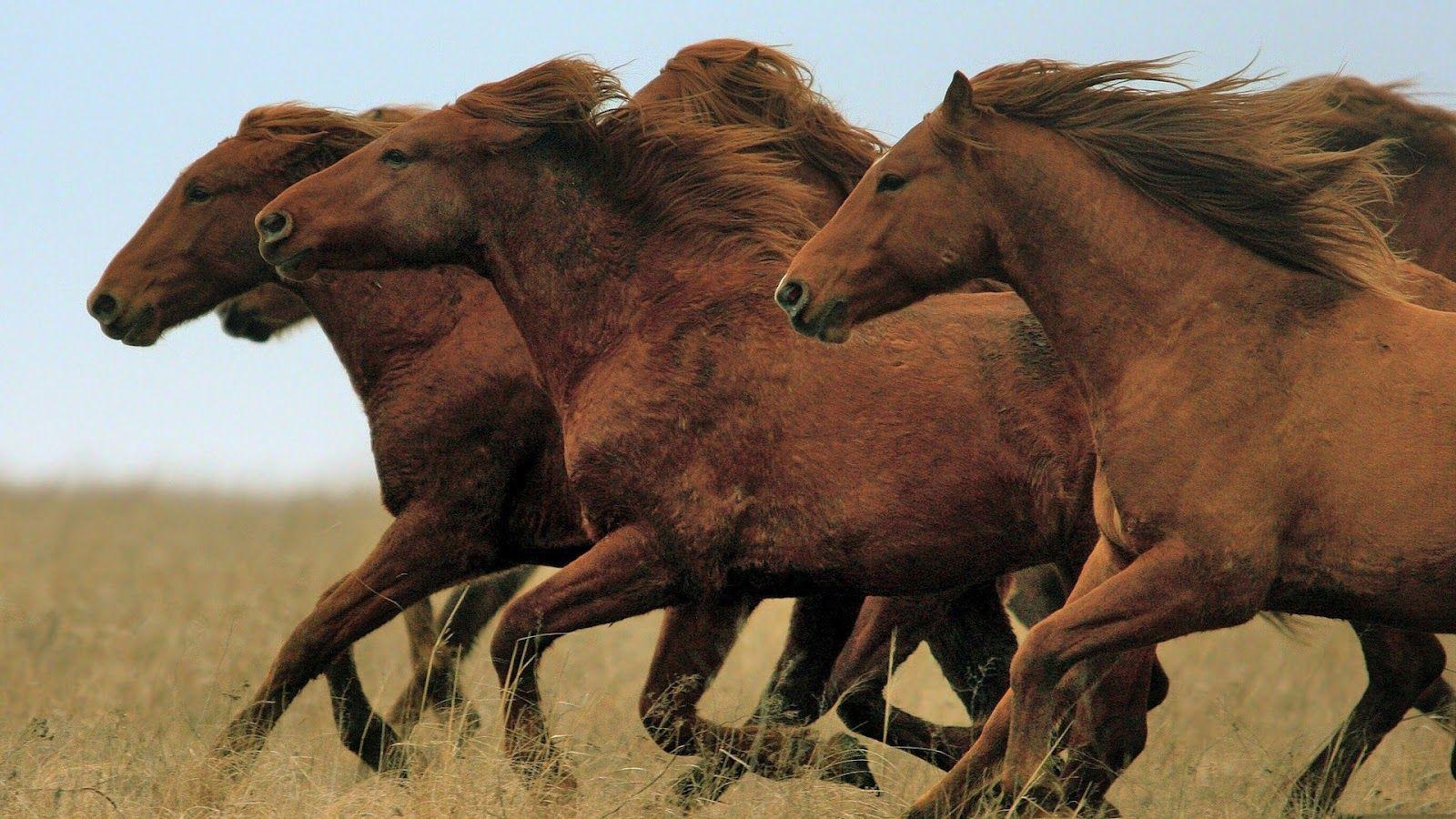 1600x900 Running Horse Group Desktop Wallpaper 18947, Desktop