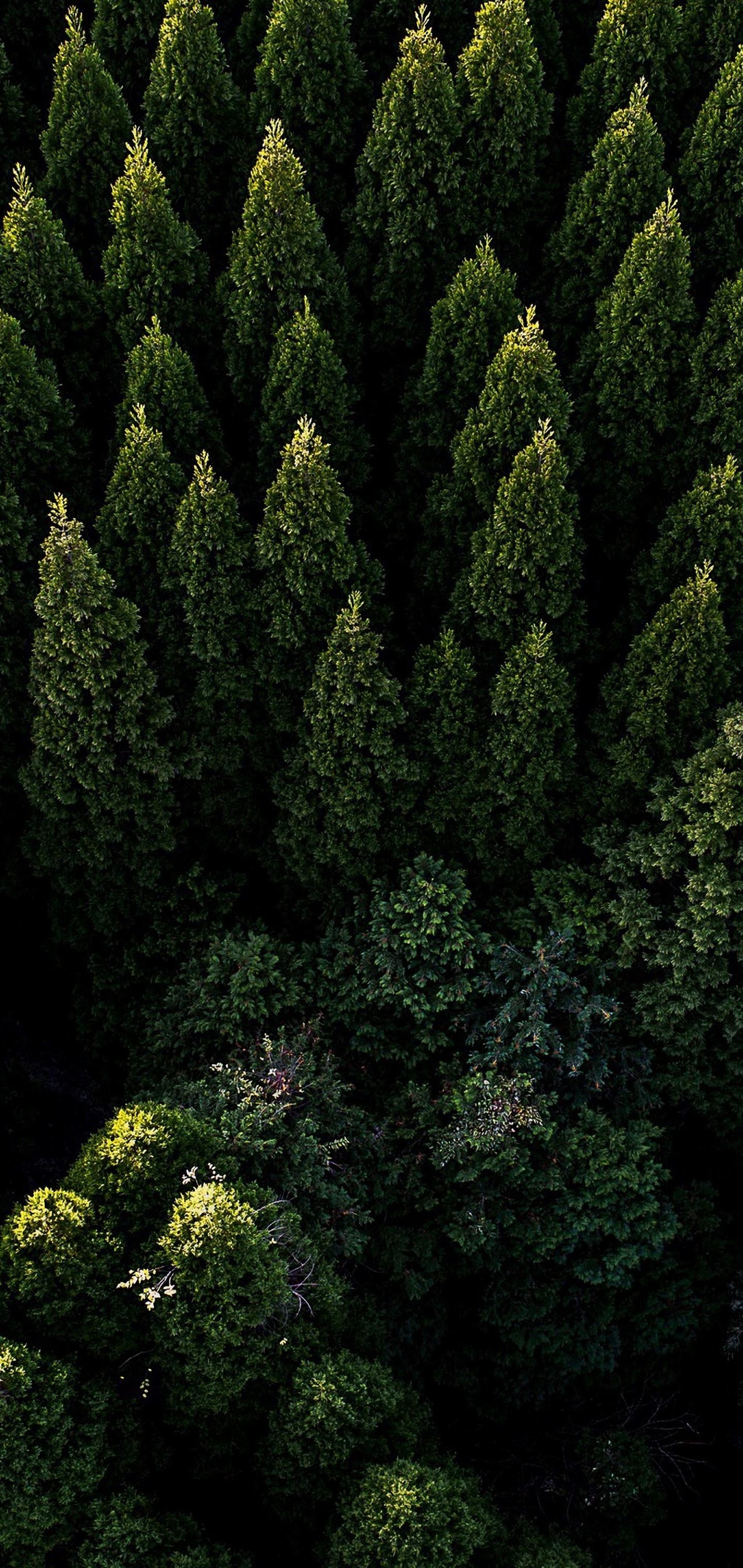 1440x3040 Forest Nature Aerial View Scenery 4K 3840x2160 Wallpaper, Phone