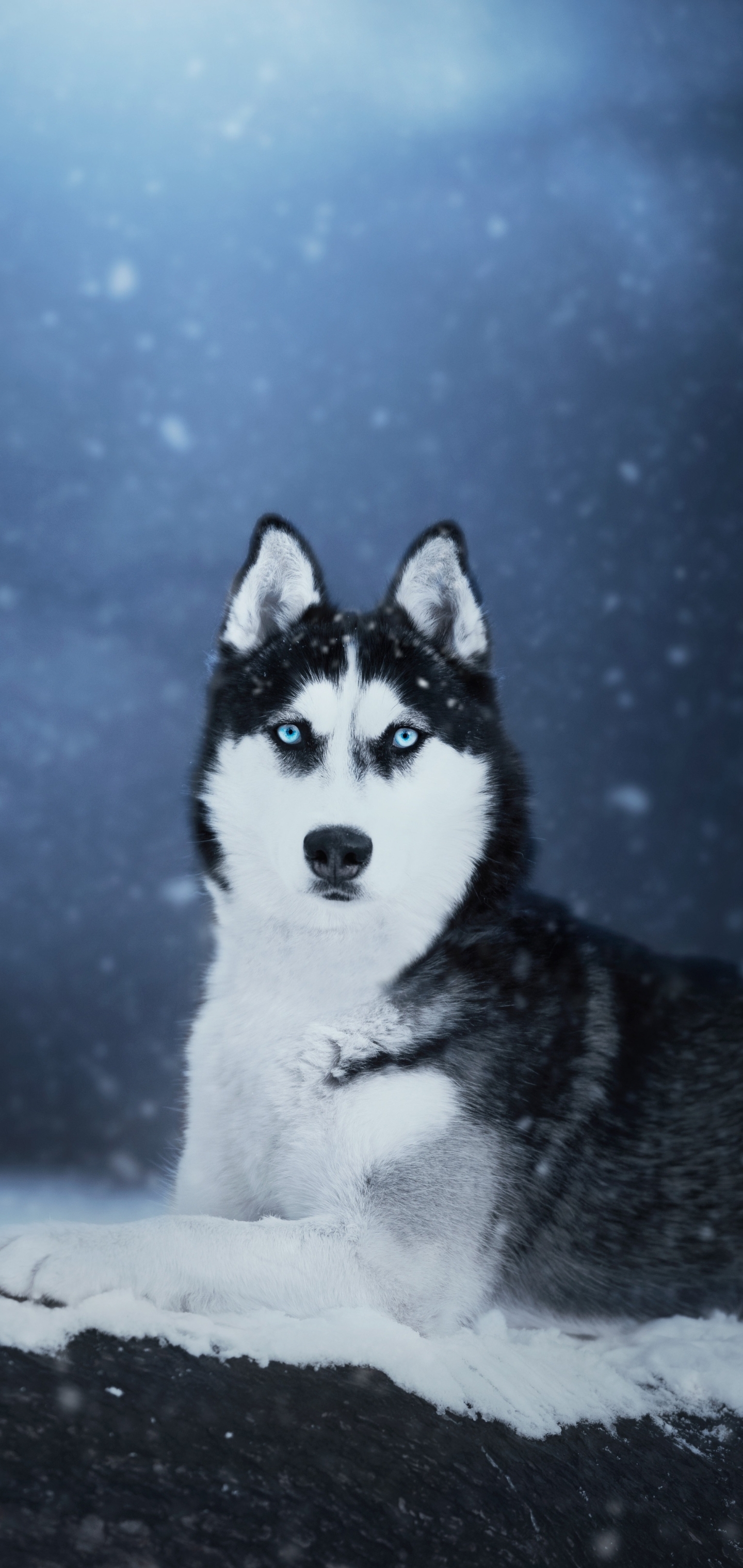 1440x3040 Husky Phone Wallpaper, Phone