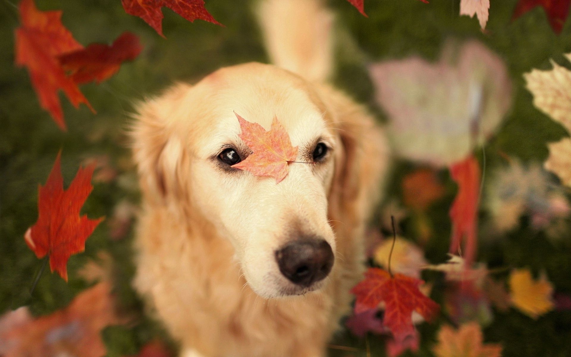 1920x1200 Autumn Pets Desktop Wallpaper Free Autumn Pets Desktop, Desktop