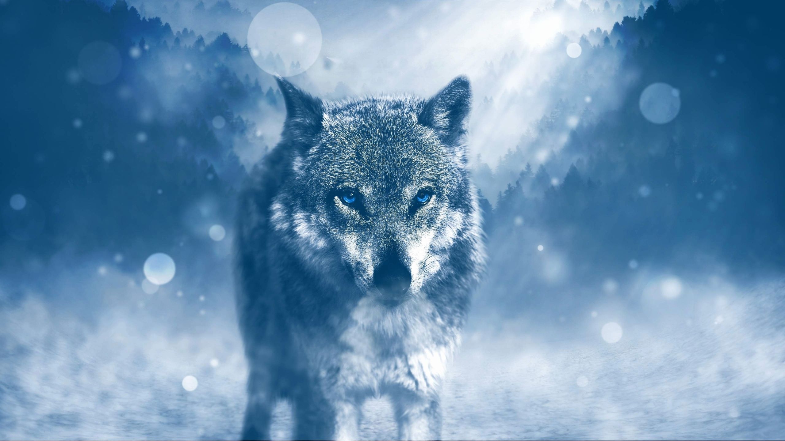 2560x1440 Blue Wallpaper Wolf, Desktop