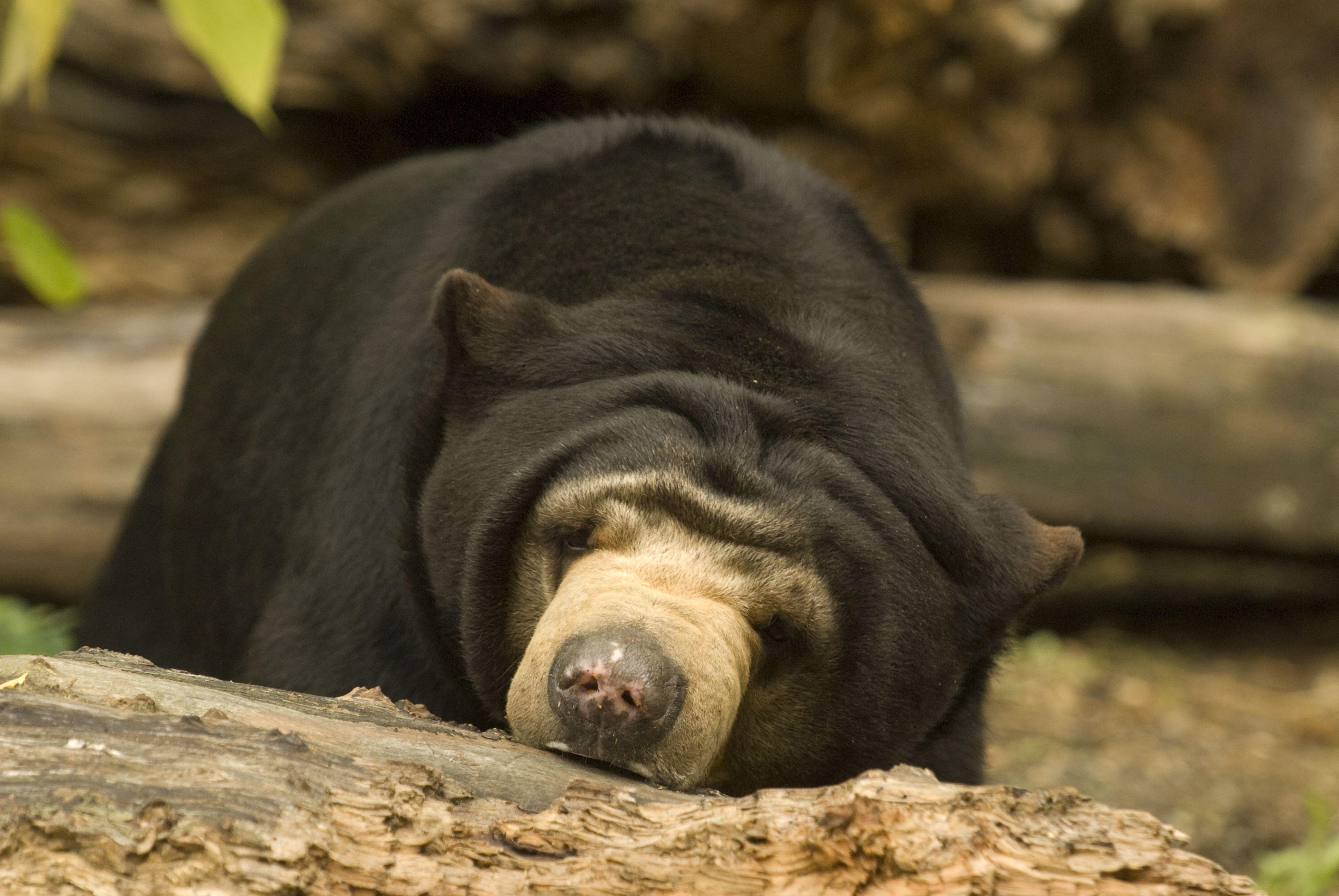 3880x2600 Sleepy #SunBear. Malayan sun bear, Bear, Animals, Desktop